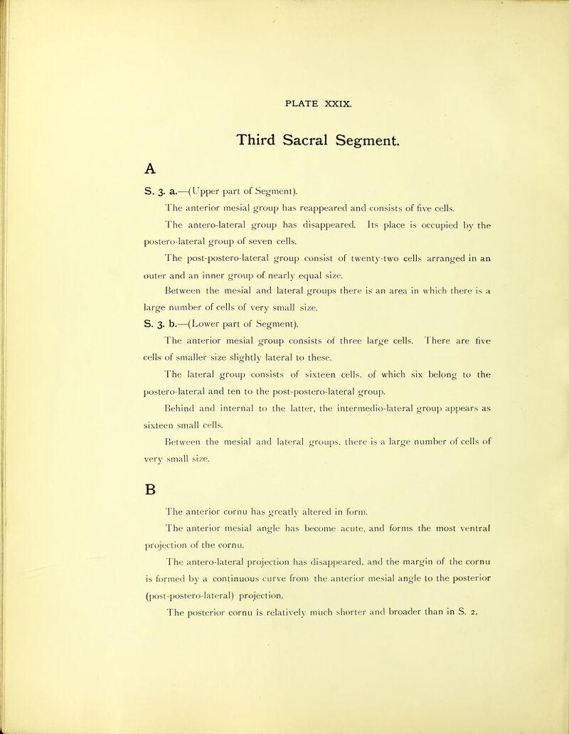 Third Sacral Segment. A S. 3. a.—(Upper part of Segment). The anterior mesial group iias reappeared and consists of five cells. The antero-lateral group has disappeared. Its place is occupied by the postero-lateral group of seven cells. The post-postero-lateral group consist of twenty-two cells arranged in an outer and an inner group of nearly equal size. Between the mesial and lateral groups there is an area in which there is a large number of cells of very small size. S. 3. b.—(Lower part of Segment). The anterior mesial group consists of three large cells. There are five cells of smaller size slightly lateral to these. The lateral group consists of sixteen cells, of which six belong to the postero-lateral and ten to the post-postero-lateral group. Behind and internal to the latter, the intermedio-lateral group appears a.s sixteen small cells. Between the mesial and lateral groups, there is a large number of cells of very small size. B The anterior cornu has greath' altered in form. The anterior mesial angle has become acute, and forms the most ventral projection of the cornu. The antero-lateral projection has disappeared, and the margin of the cornu is formed by a continuous curve from the anterior mesial angle to the posterior (post-postero-lateral) projection. The posterior cornu is relatively much shorter and broader than in S. 2.