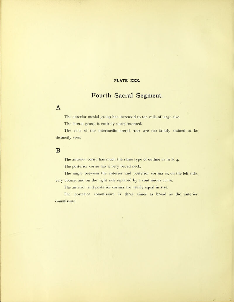 Fourth Sacral Segment. A The anterior mesial group has increased to ten cells of large size. The lateral group is entirely unrepresented. The cells of the intermedio-lateral tract are too faintl)' stained to be distinctly seen. B The anterior cornu has much the same type of outline as in S. 4. The posterior cornu has a very broad neck. The angle between the anterior and posterior cornua is, on the left side, very obtuse, and on the right side replaced by a continuous curve. The anterior and posterior cornua are nearly equal in size. The posterior commissure is three times as broad as the anterior commissure.