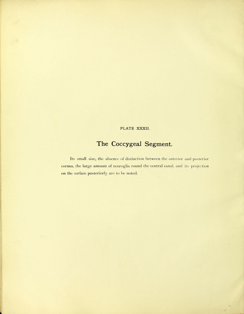 The Coccygeal Segment. Its small size, the absence of distinction between the anterior and posterior cornua, the large amount of neuroglia round the central canal, and its projection on the surface posteriorly are to be noted.