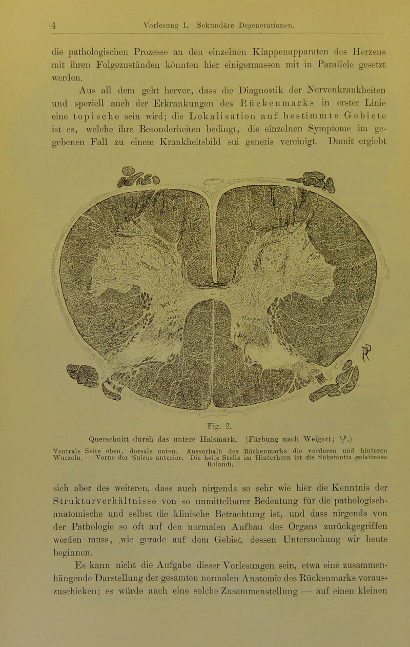 die pathologischen Prozesse an den einzelnen Klappen.ipparaten des Herzens mit ihren Folgezustäuden könnten hier einigermassen mit in Parallele gesetzt werden. Aus all dem geht hervor, dass die Diagnostik der Nervenkrankheiten und speziell auch der Erkrankungen des P^ückenmarks in erster Linie eine topische sein wird; die Lokalisation auf bestimmte Gebiete ist es, welche ihre Besonderheiten bedingt, die einzelnen Symptome iin ge- gebenen Fall zu einem Krankheitsbild sui generis vereinigt. Damit ergiebt Fig. 2. Querschnitt durch das untere Halsmark. (Färbung nach Weigert; y.) Ventrale Seite oben, dorsale unten. Ausserhalb des Rückenmarks die vorderen und hintereu Wurzeln. — Vorne der Sulcus anterior. Die helle Stelle im Hiuterhorn ist die Substantia gelatinosa Eolaudi. sich aber des weiteren, dass auch nii^ends so sehr wie hier die Kenntnis der Strukturverhältnisse von so unmittelbarer Bedeutung für die pathologisch- anatomische und selbst die klinische Betrachtung ist, und dass nirgends von der Pathologie so oft auf den normalen Aufbau des Organs zurückgegriffen werden muss, .wie gerade auf dem Gebiet, dessen Untersuchung wir heute beginnen. Es kann nicht die Aufgabe dieser Vorlesungen sein, etwa eine zusammen- hängende Darstellung der gesamten normalen Anatomie des Rückenmarks voraus- zuschicken; es würde auch eine solche Zusammenstellung— auf einen kleinen