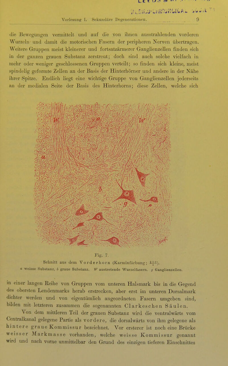 die J3e\voguiigeii vermittelt und auf die von ihnen ausstrahlenden vorderen Wurzeln und damit die motorischen Fasern der peripheren Nerven übertragen. Weitere Gruppen meist kleinerer und fortsatzärmerer Ganglienzellen finden sich in der ganzen grauen Substanz zerstreut; doch sind auch solche vielfach in mehr oder weniger geschlossenen Gruppen verteilt; so finden sich kleine, meist spindelig geformte Zellen an der Basis der Hinterhörner und andere in der Nähe ihrer Spitze. Endlich liegt eine wichtige Gruppe von Ganglienzellen jederseits an der medialen Seite der Basis des Hinterhorns; diese Zellen, welche sich Fig. 7. Schnitt aus dem Vorderhorn (Karminfiirbung; ^-). a weisse Substanz, 6 graue Substanz. W austretende Wurzelfasern, y Ganglienzellen. in einer langen Reihe von Gruppen vom unteren Halsmark bis in die Gegend des obersten Lendenmarks herab erstrecken, aber erst im unteren Dorsalmark dichter werden und von eigentümlich angeordneten Fasern umgeben sind, bilden mit letzteren zusammen die sogenannten Clarkeschen Säulen. Von dem mittleren Teil der grauen Substanz wird die ventralwärts vom Centralkanal gelegene Partie als vordere, die dorsalwärts von ihm gelegene als hintere graue Kommissur bezeichnet. Vor ersterer ist noch eine Brücke weisser Markmasse vorhanden, welche weisse Kommissur genannt wird und nach vorne unmittelbar den Grund des einzigen tieferen Einschnittes