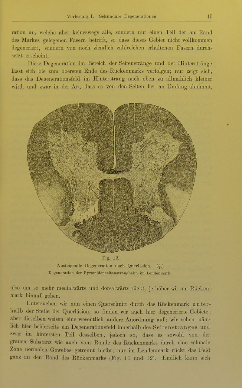 ration an, welche aber keineswegs alle, sondern nur einen Teil der am Rand des Markes gelegenen Fasern betrifft, so dass dieses Gebiet nicht vollkommen degeneriert, sondern von noch ziemlich zahlreichen erhaltenen Fasern durch- setzt erscheint. Diese Degeneration im Bereich der Seitenstränge und der Hinterstränge lässt sich bis zum obersten Ende des Rückenmarks verfolgen; nur zeigt sich, dass das Degenerationsfeld im Hinterstrang nach oben zu allmählich kleiner wird, und zwar in der Art, dass es von den Seiten her an Umfang abnimmt. also um so mehr medialwärts und dorsalwärts rückt, je höher wir am Rücken- mark hinauf gehen. Untersuchen wir nun einen Querschnitt durch das Rückenmark unter- halb der Stelle der Querläsion, so finden wir auch hier degenerierte Gebiete; aber dieselben weisen eine wesentlich andere Anordnung auf; wir sehen näm- lich hier beiderseits ein Degenerationsfeld innerhalb des Seitenstranges und zwar im hintersten Teil desselben, jedoch so, dass es sowohl von der grauen Substanz wie auch vom Rande des Rückenmarks durch eine schmale Zone normalen Gewebes getrennt bleibt; nur im Lendenmark rückt das Feld ganz an den Rand des Rückenmarks (Fig. 11 und 12). Endlich kann sich