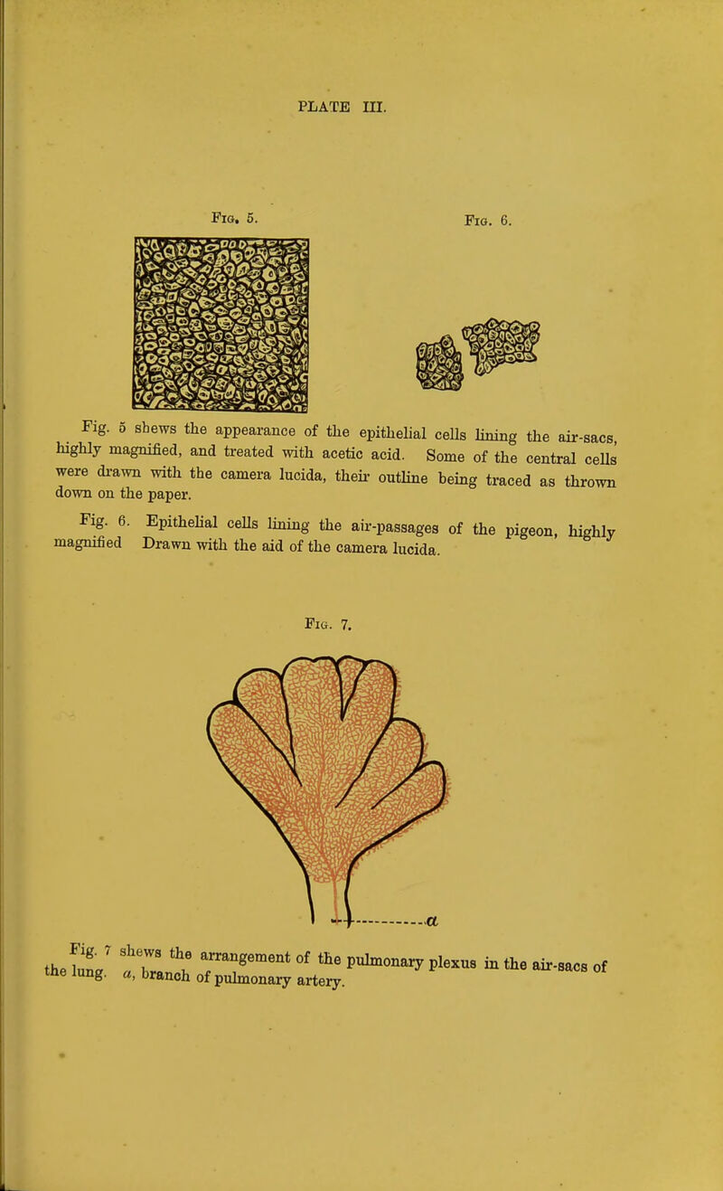 Fig. 5. Fig. 6. Fig. 5 shews the appearance of the epithelial cells lining the air-sacs highly magnified, and treated with acetic acid. Some of the central ceUs were di-awn with the camera lucida, theii- outline being traced as thrown down on the paper. Fig. 6. Epithelial ceUs lining the air-passages of the pigeon, highly magnified Drawn with the aid of the camera lucida. Fig. 7. a