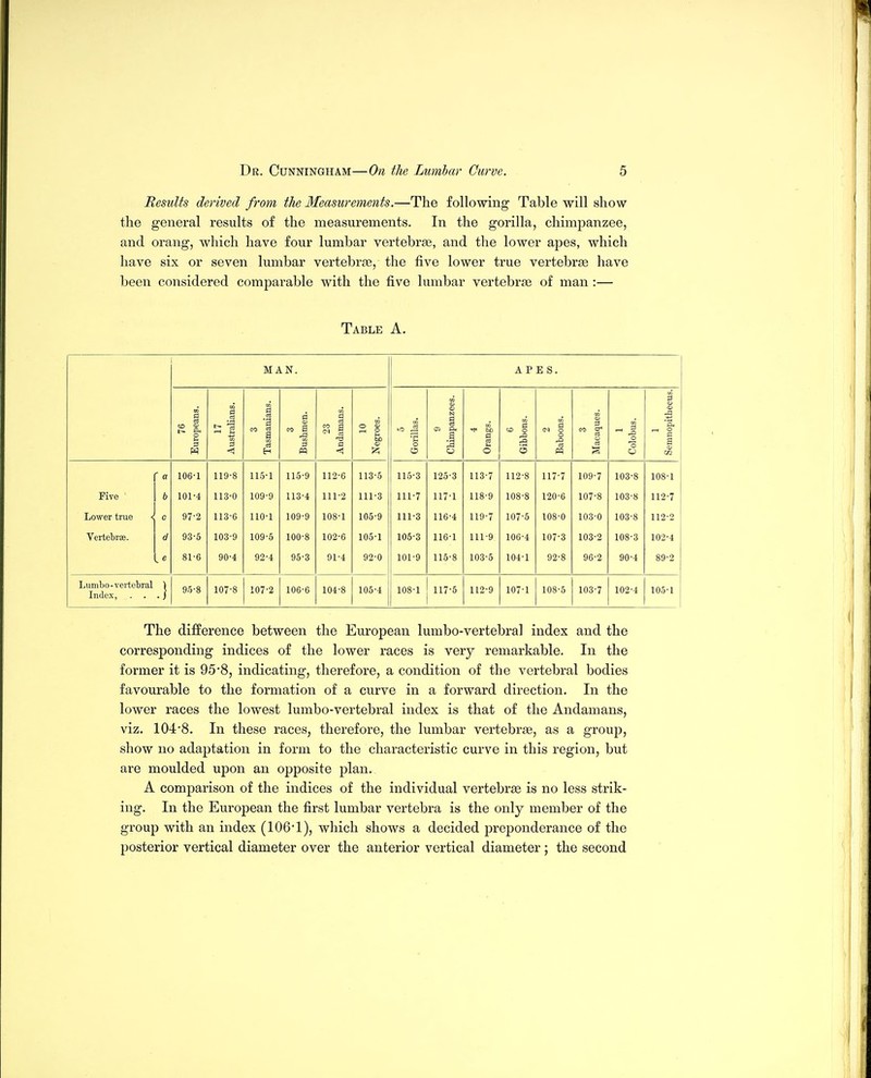 Results derived from the Measurements.—The following Table will show the general results of the measurements. In the gorilla, chimpanzee, and orang, which have four lumbar vertebrae, and the lower apes, which have six or seven lumbar vertebrae, the five lower true vertebrae have been considered comparable with the five lumbar vertebrae of man :— Table A. MAN. APES. 76 Europeans. 17 Australians. 3 Tasmanians. 3 Bushmen. 23 Andamans. 10 Negroes. 5 Gorillas. 9 Chimpanzees. 4 Orangs. 6 Gibbons. 2 Baboons. 3 Macaques. 1 Colobus. 1 Semnopitbecus. ' a 106-1 119-8 115-1 115-9 112-6 113-5 115-3 125-3 113-7 112-8 117-7 109-7 103-8 108-1 Five b 101-4 113-0 109-9 113-4 111-2 111-3 111-7 117-1 118-9 108-8 120-6 107-8 103-8 112-7 Lower true < 0 97-2 113-6 110-1 109-9 108-1 105-9 111-3 116-4 119-7 107-5 108-0 103-0 103-8 112-2 Vertebrae. d 93-5 103-9 109-5 100-8 102-6 105-1 105-3 116-1 111-9 106-4 107-3 103-2 108-3 102-4 81-6 90-4 92-4 95-3 91-4 92-0 101-9 115-8 103-5 104-1 92-8 96-2 90-4 89-2 Lumbo-vertebral ) Index, . . . i 95-8 107-8 107-2 106-6 104-8 105-4 108-1 117-5 112-9 107-1 108-5 103-7 102-4 105-1 The difference between the European lumbo-vertebral index and the corresponding indices of the lower races is very remarkable. In the former it is 95'8, indicating, therefore, a condition of the vertebral bodies favourable to the formation of a curve in a forward direction. In the lower races the lowest lumbo-vertebral index is that of the Andamans, viz. 1048. In these races, therefore, the lumbar vertebrae, as a group, show no adaptation in form to the characteristic curve in this region, but are moulded upon an opposite plan. A comparison of the indices of the individual vertebrae is no less strik- ing. In the European the first lumbar vertebra is the only member of the group with an index (106'1), which shows a decided preponderance of the posterior vertical diameter over the anterior vertical diameter ; the second