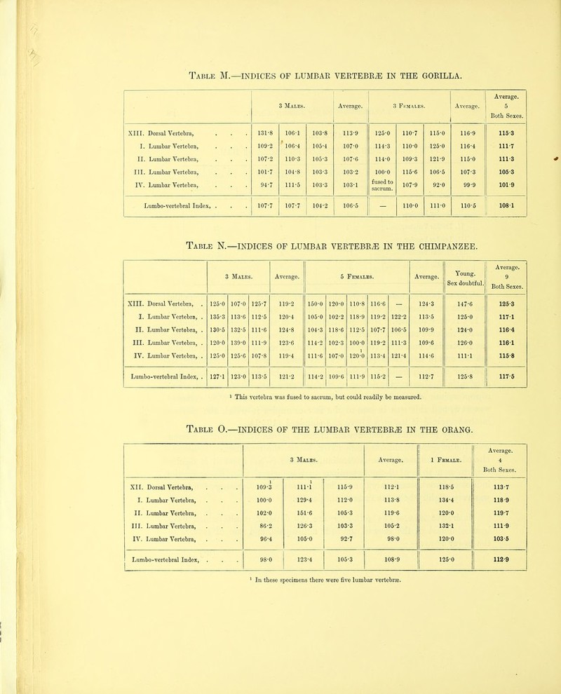 Table M.—INDICES OF LUMBAE VERTEBE^ IN THE GORILLA. 3 Males. A vPT*n (TP -il V Cl . 3 Fhmales. A ^TCiY'Cl CrCt -11 V t-l O-gt). Average. 5 Both Sexes. XIII. Dorsal Vertebra, 131-8 106-1 103-8 113-9 125-0 110-7 115-0 116-9 115-3 I. Lumbar Vertebra, 109-2 106-4 105-4 107-0 114-3 110-0 125-0 116-4 111-7 II. Lumbar Vertebra, 107-2 110-3 105-3 107-6 114-0 109-3 121-9 115-0 111-3 III. Lumbar Vertebra, 101-7 104-8 103-3 103-2 100-0 115-6 106-5 107-3 105-3 IV. Lumbar Vertebra, 94-7 111-5 103-3 103-1 fused to 107-9 92-0 99-9 101-9 sacrum. Lumbo-vertebral Index, . 107-7 107-7 104-2 106-5 1 1 110-0 111-0 110-5 108-1 Table N.—INDICES OF LUMBAR VERTEBRA IN THE CHIMPANZEE. 3 Males. Average. 5 Females. Average. Young. Sex doubtful. Average. ! 9 ' Botb Sexes. i XIII. Dorsal Vertebra, . 125-0 107-0 125-7 119-2 150-0 120-0 110-8 116-6 124-3 147-6 125-3 I. Lumbar Vertebra, . 135-3 113-6 112-5 120-4 105-0 102-2 118-9 119-2 122-2 113-5 125-0 117-1 II. Lumbar Vertebra, . 130-5 132-5 111-6 124-8 104-3 118-6 112-5 107-7 106-5 109-9 124-0 116-4 III. Lumbar Vertebra, . 120-0 139-0 111-9 123-6 114-2 102-3 100-0 119-2 111-3 109-6 126-0 116-1 IV. Lumbar Vertebra, . 125-0 125-0 107-8 119-4 111-6 107-0 120-0 113-4 121-4 114-6 111-1 115-8 Lumbo-vertebral Index, . 127-1 123-0 113-5 121-2 114-2 109-6 111-9 115-2 112-7 125-8 117-5 1 THs vertebra w&s fused to sacrum, but could readily be measured. Table 0.—INDICES OF THE LUMBAR VERTEBRA IN THE ORANG. 3 Males. Average. 1 Female. Average. 4 Both Sexes. XII. Dorsal Vertebra, 109-3 1 111-1 115-9 112-1 118-5 113-7 1. Lumbar Vertebra, 100-0 129-4 112-0 113-8 134-4 118-9 II. Lumbar Vertebra, 102-0 151-6 105-3 119-6 120-0 119-7 III. Lumbar Vertebra, 86-2 126-3 103-3 105-2 132-1 111-9 IV. Lumbar Vertebra, . ■ . 96-4 105-0 92-7 98-0 120-0 103-6 Lumbo-vertebral Index, 98-0 123-4 105-3 108-9 125-0 112-9 ' In these specimens there were five lumbar vertebrae.