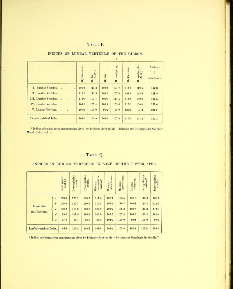 INDICES OF LUMBAE VEETEBR^ OP THE GIBBON. to el w W Average. Hylobates W H. lar. H. yariega H. leucisci o «^ k ^1 6 Both Sexes. I. Lumbar Vertebra, 107-1 115-3 103-4 121-7 117-3 112-5 1128 II. Lumbar Vertebra, 113-3 115-3 103-3 107-4 108-0 105-8 108-8 III. Lumbar Vertebra, 112-5 107-1 100-0 111-5 111-5 102-8 107-5 IV. Lumbar Vertebra, 105-8 107-4 106-4 103-8 116-3 100-0 106-4 V. Lumbar Vertebra, 106-6 100-0 96-2 96-0 129-1 97-2 104-1 Lumbo-vertebral Index, . 109-0 109-0 102-0 107-8 116-1 103-4 107-1 1 Indices calculated from measurements given by Professor Aeby in his  Beitriige zur Osteologie des Goiilla. Morph. Jahr., vol. iv. Table Q. INDICES IN LUMBAR VERTEBRA IN SOME OF THE LOWER APES. ■ B :X Cynocephalus anubis. Cynocephalus anubis. Macacus nemestrinus. (Aeby.)i Macacus nemestrinus. Macacus nemestrinus. Colobus velerosus. s a ^ ■1 ^ O <H o O. u <a U Sennopithicus entellus. 103-0 128-9 106-6 117-6 108-1 103-5 103-8 116-6 108-1 b 100-0 130-7 110-6 110-5 102-4 110-7 103-8 115-3 112-7 Lower five < c 100-0 116-0 100-0 100-0 102-2 lOC-8 103-8 115-3 112-2 true Vertebra3. d 95-0 108-5 106-1 100-0 102-3 107-4 108-3 115-3 102-4 e 77-7 89-7 96-0 86-3 102-7 100-0 90-4 100-0 89-2 Lumbo-vertebral Index, 95-1 113-4 103-7 101-9 103-4 105-9 102-4 112-5 105-1 ' Indices calculated from measurements given by Professor Aeby in his  Beitrage zur Osteologie des Gorilla.