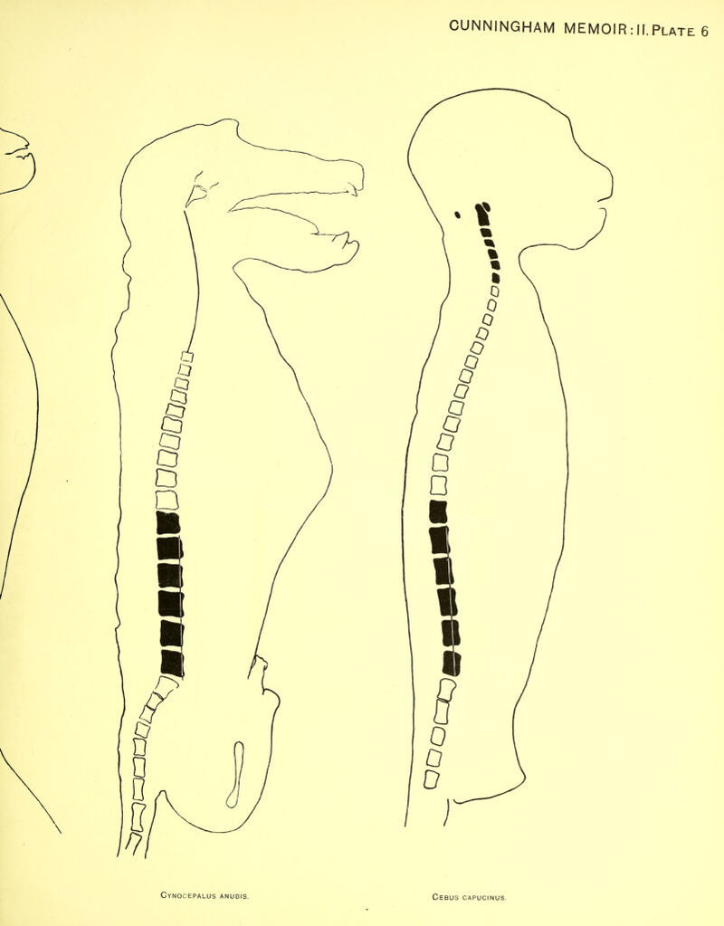 Cynocepalus anubis. Cebus capucinus.