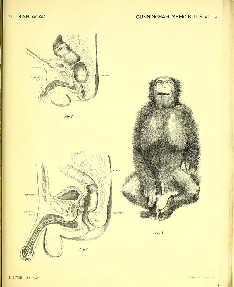 J. BAYNE, </<■/. et hth. BANKS & C<= EDINBURGH