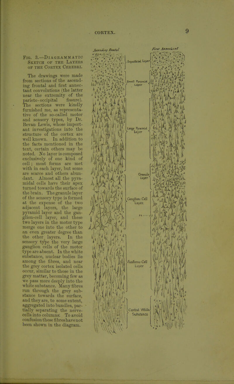 CORTEX. Jisandiny Frontal Fig. 3.—Diagrammatic Sketch of the Layers OF the Cortex Cerebri. The dramngs were made from sections of the ascend- ing frontal and first annec- tant convolutions (the latter near the extremity of the parieto - occipital fissure). The sections were kindly furnished me, as representa- tive of the so-called motor and sensory types, by Dr. Bevan Le\vis, whose import- ant investigations into the sti'ucture of the cortex are well known. In addition to the facts mentioned in the text, certain others may be noted. No layer is composed exclusively of one kind of cell; most forms are met with in each layer, but some are scarce and others abun- dant. Almost all the pyra- midal cells have their apex turned towards the surface of the brain. The gi-anule layer of the sensory type is formed at the expense of the two adjacent layers, the large pyramid layer and the gan- glion-cell layer, and these two layers in the motor type merge one into the other to an even greater degree than the other layers. In the sensory Xf^% the very large ganglion cells of the motor type are absent. In the white substance, nuclear bodies lie among the fibres, and near the grey cortex isolated cells occur, similar to those in the grey matter, becoming few as we pass more deeply into the white substance. Many fibres run through the grey sub- stance towards the surface, and they are, to some extent, aggi-egated into bundles, par- tially separating the nerve- cells into columns. To avoid confusion these fibres have not been shown in the diagram. T^iV •f, o'/'ef;' »• ■•-..;«,>-ov.-.i;''.'f First AnnecUmt Small PyraTftid Lo>er ^ 'Mil Large FyraTTiJd Layer WW Granule Layer ^Gan£lion.- Cell Layer. 4i >Fusifona-CelI Layer Central Whife^ Substance