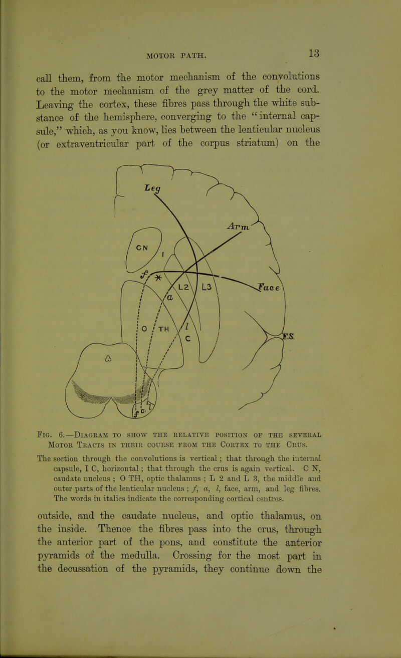 MOTOR PATH. call them, from tlie motor mechanism of the convolutions to the motor mechanism of the grey matter of the cord. Leaving the cortex, these fibres pass through the white sub- stance of the hemisphere, converging to the  internal cap- sule, which, as you know, lies between the lenticular nucleus (or extraventricular part of the corpus striatum) on the Fig. 6.—Diagram to show the relative position of the several Motor Tracts in their course from the Cortex to the Crtjs. The section througli the convolutions is vertical; that through the internal capsule, I C, horizontal; that through the crus is again vertical. C N, caudate nucleus ; 0 TH, optic thalamus ; L 2 and L 3, the middle and outer parts of the lenticular nucleus ; /, a, I, face, arm, and leg fibres. The words in italics indicate the corresponding cortical centres. outside, and the caudate nucleus, and optic thalamus, on the inside. Thence the fibres pass into the crus, through the anterior part of the pons, and constitute the anterior pyramids of the meduUa. Crossing for the most part in the decussation of the pyramids, they continue down the