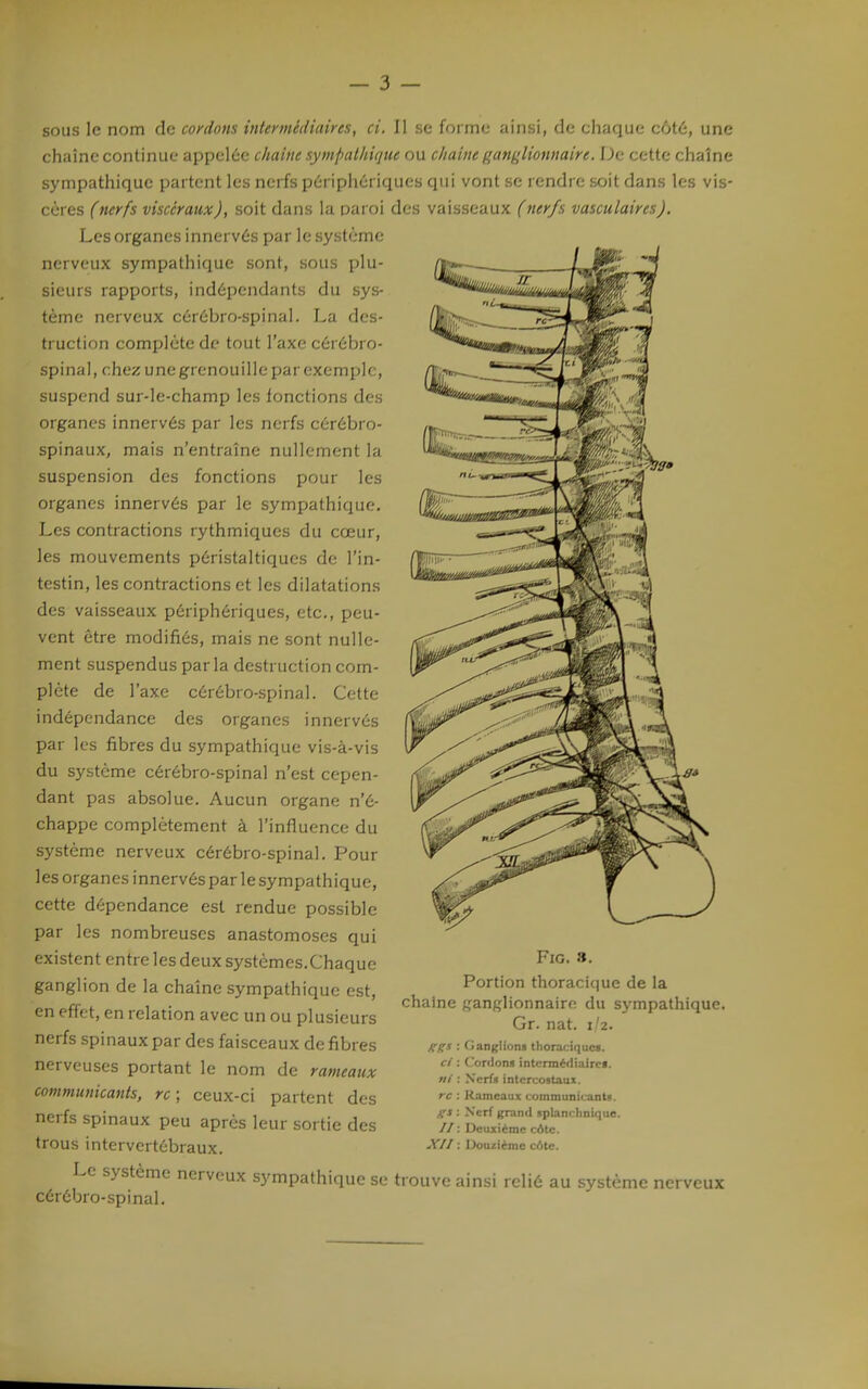 sous le nom de cordons inlermédiaires, ci. Il se forme ainsi, do chaque côtù, une chaîne continue appelée c/iaitie sympathique ou c/iai)ieganglionnaire. De cette chaîne sympathique partent les nerfs périphériques qui vont se rendre soit dans les vis- cères (nerfs viscéraux), soit dans la paroi des vaisseaux (ner/s vasculaires). Les organes innervés par le système nerveux sympathique sont, sous plu- sieurs rapports, indépendants du sys- tème nerveux cérébro-spinal. La des- truction complète de tout l'axe cérébro- spinal, chez u ne gre no u i 11 e pa r exe m pl c, suspend sur-le-champ les fonctions des organes innervés par les nerfs cérébro- spinaux, mais n'entraîne nullement la suspension des fonctions pour les organes innervés par le sympathique. Les contractions rythmiques du cœur, les mouvements péristaltiques de l'in- testin, les contractions et les dilatations des vaisseaux périphériques, etc., peu- vent être modifiés, mais ne sont nulle- ment suspendus parla destruction com- plète de l'axe cérébro-spinal. Cette indépendance des organes innervés par les fibres du sympathique vis-à-vis du système cérébro-spinal n'est cepen- dant pas absolue. Aucun organe n'é- chappe complètement à l'influence du système nerveux cérébro-spinal. Pour les organes innervés par le sympathique, cette dépendance est rendue possible par les nombreuses anastomoses qui existent entre les deux systèmes.Chaque ganglion de la chaîne sympathique est, en effet, en relation avec un ou plusieurs nerfs spinaux par des faisceaux de fibres nerveuses portant le nom de rameaux communicants, rc ; ceux-ci partent des nerfs spinaux peu après leur sortie des trous intervertébraux. Le système nerveux sympathique se trouve ainsi relié au système nerveux cérébro-spinal. FiG. 8. Portion thoracique de la chaîne ganglionnaire du sympathique. Gr. nat. 1/2. ^gs : Ganglions thoraciquo. ci : Cordon» intermédiaire*. «/ : Nerf» intercostaux. rc : Rameaux communicants. A'J : Xcrf grand splanclinique. // : Deuxième côte. XII : Douzième côte.