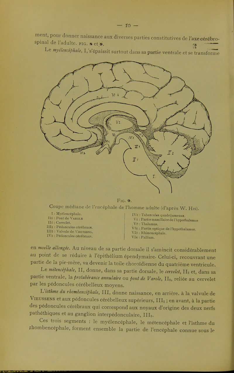 ment, pour donner naissance aux diverses parties constitutives de l'axe cérébro- spinal de l'adulte, fig. s et:o.  Le myékncéphale, 1,'s'épaissit surtout dans sa partie ventrale et se'transfo^e Fig. o. Coupe médiane de IViicéphale de l'homme adulte (d'après W. His). IV'^ : Tubercules quadi-ijumeaux. Vi : Partiemamillaiiederhypothalamus . V2 : Thalamus. Vn : Partie optique de l'hypothalamus. ^'I3 : Rhinencéphale. VI4 : Pallium. T : Myélencéphale. fU : Pont de Varolk m : Cervelet. 1111 : Pédoncules cérébraux. 1112 : Valvule de \'ieussens. IVl : Pédoncules cérébraux. en moelle allongée. Au niveau de sa partie dorsale il s'amincit considérablement au point do se réduire à l'épithélium épendymaire- Celui-ci, recouvrant une partie de la pie-mère, va devenir la toile choroïdienne du quatrième ventricule. Le métencéphale, II, donne, dans sa partie dorsale, le cervelet, lU et, dans sa partie ventrale, la pyotubérance annulaire ou pont de Varole, IIi, reliée au cervelet par les pédoncules cérébelleux moyens. l^'isthme du rhombencéphale, III, donne naissance, en arrière, à la.valvule de ViEussENs et aux pédoncules cérébelleux supérieurs, IIL, ; en avant, à la partie des pédoncules cérébraux qui correspond aux noyaux d'origine des deux nerfs pathéthiques et au ganglion interpédonculaire, IIIi. Ces trois segments : le myélencéphale, le métencéphale et l'isthme du rhombencéphale, forment ensemble la partie de l'encéphale connue sous le