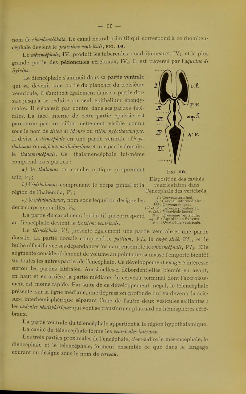 nom de rhomhencéphale. Le canal neural primitif qui correspond à ce rhomben- céphale devient le quatrième ventricule, fig. lo. Le misencéphale, IV, produit les tubercules quadrijumeaux, IV2, et la plus grande partie des pédoncules cérébraux, IVi. Il est traversé par l'aqueduc de Sylvius. Le diencéphale s'amincit dans sa partie ventrale qui va devenir une partie du plancher du troisième ventricule, il s'amincit également dans sa partie dor- sale jusqu'à se réduire au seul épithélium épendy- maire. Il s'épaissit par contre dans ses pai^ties laté- rales. La face interne de cette partie épaissie est parcourue par un sillon nettement visible connu sous le nom de sillon de Monro ou sillon hypothalamique. Il divise le diencéphale en une partie ventrale : Vhypo- thalamus ou région sous-thalamique et une partie dorsale : le thalamencéphale. Ce thalamencéphale lui-même comprend trois parties : a) le thalamus ou couche optique proprement dite, F2, Disposition des cavités b) Yépithalamus comprenant le corps pinéal et la ventriculaires dans région de l'habénula. Va ; l'encéphale des vertébrés. 1 1 /, ,7 , , . 1- ■ , /: Cerveautenninal. Cj le metathalatnUS, nom sous lequel on désigne les 11 Cerveau intermédiaire. J .,, ^ i/J : Cerveau moyen, deux corps genOUllleS, K3. IVet v-. Cerveau rbomboïdal. . 'J. lat. : Ventricule latéral. La partie du canal neural primitif qui correspond = Troisième ventricule. ' i J. ir ^ . Aqueduc de Sylvius. au diencéphale devient le troisième ventricule. ■ Quatrième ventricule. Le télencéphale, VI, présente également une partie ventrale et une partie dorsale. La partie dorsale comprend le pallium, Vh, le corps strié, VIz, et le bulbe olfactif avec ses dépendances formant ensemble le rhinencéphale, VI3. Elle augmente considérablement de volume au point que sa masse l'emporte bientôt sur toutes les autres parties de l'encéphale. Ce développement exagéré intéresse surtout les parties latérales. Aussi celles-ci débordent-elles bientôt en avant, en haut et en arrière la partie médiane du cerveau terminal dont l'accroisse- ment est moins rapide. Par suite de ce développement inégal, le télencéphale présente, sur la ligne médiane, une dépression profonde qui va devenir la scis- sure interhémisphérique séparant l'une de l'autre deux vésicules saillantes ; les vésicules hémisphériques qui vont se transformer plus tard en hémisphères céré- braux. La partie ventrale du télencéphale appartient à la région hypothalamique. La cavité du télencéphale forme les ventricules latéraux. Les trois parties proximales de l'encéphale, c'est-à-dire le mésencéphale, le diencéphale et le télencéphale, forment ensemble ce que dans le langage courant on désigne sous le nom de cerveau.