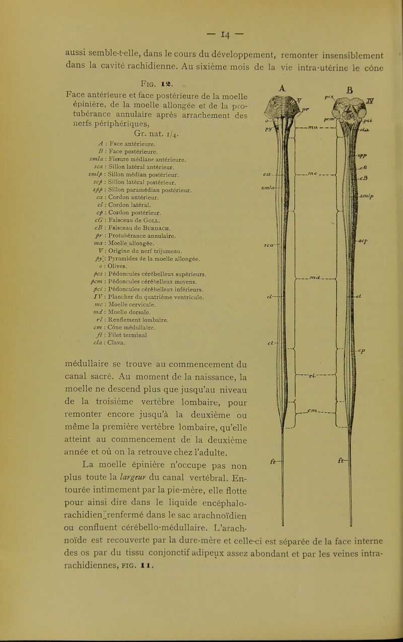 aussi semble-t-elle, dans le cours du développement, remonter insensiblement dans la cavité rachidienne. Au sixième mois de la vie intra-utérine le cône FiG. la. A Face antérieure et face postérieure de la moelle épinière, de la moelle allongée et de la pro- tubérance annulaire après arrachement des nerfs périphériques, Gr. nat. 1/4. A : Face antérieure. B : Face postérieure. smia : Fissure médiane antérieure. sca : Sillon latéral antérieur. sm/p : Sillon médian postérieur. «=«--4143 ^ ^ • sep : Sillon latéral postérieur. spp : Sillon paramédian postérieur. ca : Cordon antérieur. 119 I llflB*''/' cl : Cordon latéral. cp : Cordon postérieur. cG : Faisceau de GoLL. cS : Faisceau de Burdach. pr : Protubérance annulaire. ma : Moelle^allongée. V : Origine du nerf trijumeau. py'_: Pyramides de la moelle allongée. o : Olives. pcs ; Pédoncules cérébelleux supérieurs. pcm : Pédoncules cérébelleux moyens. pci : Pédoncules cérébelleux inférieurs. JV: Plancher du quatrième ventricule. me : Moelle cervicale. md : Moelle dorsale. rl : Renflement lombaire. em : Cône médullaire. /ï : Filet terminal cla : Clava. ► mU , —< —ri. < —«^i médullaire se trouve au commencement du canal sacré. Au moment de la naissance, la moelle ne descend plus que jusqu'au niveau de la troisième vertèbre lombaire, pour remonter encore jusqu'à la deuxième ou même la première vertèbre lombaire, qu'elle atteint au commencement de la deuxième année et où on la retrouve chez l'adulte. La moelle épinière n'occupe pas non plus toute la largeur du canal vertébral. En- tourée intimement par la pie-mère, elle flotte pour ainsi dire dans le liquide encéphalo- rachidien^jenfermé dans le sac arachnoïdien ou confluent cérébello-médullaire. L'arach- noïde est recouverte par la dure-mère et celle-ci est séparée de la face interne des os par du tissu conjonctif adipeux assez abondant et par les veines intra- rachidiennes, FIG. 11.