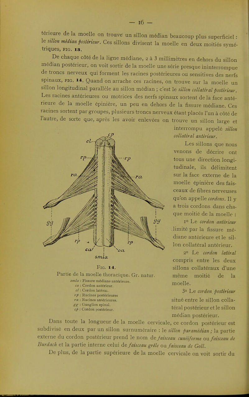 térieure de la moelle on trouve' un sillon médian beaucoup plus superficiel : \estllon médian Postérieur. Ces sillons divisent la moelle en deux moitiés symé- triques, fig. 18. De chaque coté de la ligne médiane, 2 à 3 millimètres en dehors du sillon médian postérieur, on voit sortir de la moelle une série presque ininterrompue de troncs nerveux qui forment les racines postérieures ou sensitives des nerfs spmaux, FIG. 14. Quand on arrache ces racines, on trouve sur la moelle un sillon longitudinal parallèle au sillon médian ; c'est le sillon collatéral postérieur. Les racines antérieures ou motrices des nerfs spinaux sortent de la face anté- rieure de la moelle épinière, un peu en dehors de la fissure médiane. Ces racines sortent par groupes, plusieurs troncs nerveux étant placés l'un à côté de l'autre, de sorte que, après les avoir enlevées on trouve un sillon large et interrompu appelé sillon iP collatéral antérieur. Les sillons que nous venons de décrire ont tous une direction longi- tudinale, ils délimitent sur la face externe de la moelle épinière des fais- ceaux de fibres nerveuses qu'on appelle cordons. Il y a trois cordons dans cha- que moitié de la moelle : 1° Le cordon antérieur limité par la fissure mé- diane antérieure et le sil- lon collatéral antérieur. 2° Le cordon latéral compris entre les deux sillons collatéiaux d'une même moitié de la moelle. 3° Le cordon postérieur situé entre le sillon colla- téral postérieur et le sillon smla. Fig. 14. Partie de la moelle thoracique. Gr. natur. sm/a : Fissure médiane antérieure. ca : Cordon antérieur. cl : Cordon latéral. : Racines postérieures ra : Racines antérieures. : Ganglion spinal. cp : Cordon postérieur. médian postérieur. Dans toute la longueur de la moelle cervicale, ce cordon postérieur est subdivisé en deux par un sillon surnuméraire : le sillon paramédian ; la partie externe du cordon postérieur prend le nom de faisceau cunéiforme ou faisceau de Burdach et la partie interne celui de faisceau grêle ou faisceau de Goll. De plus, de la partie supérieure de la moelle cervicale on voit sortir du