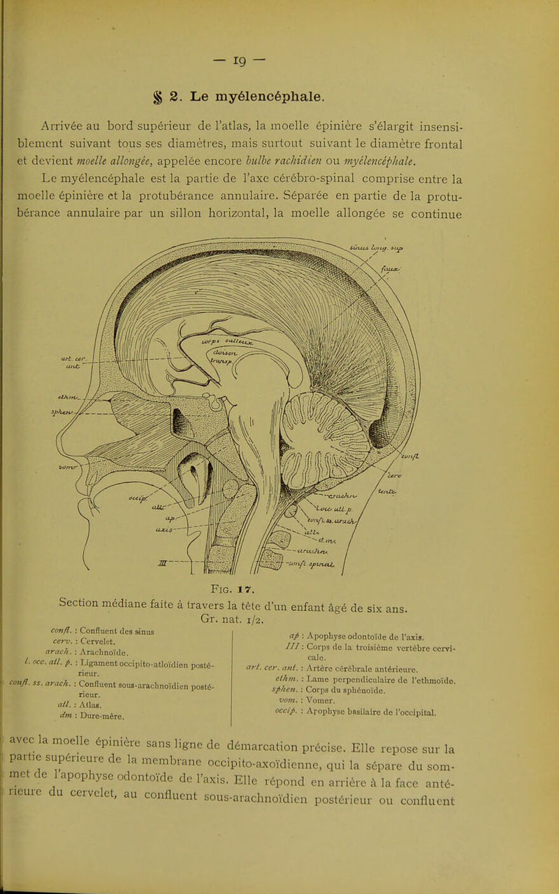 § 3. Le myélencépliale. Arrivée au bord supérieur de l'atlas, la moelle épinière s'élargit insensi- blement suivant tous ses diamètres, mais surtout suivant le diamètre frontal et devient moelle allongée, appelée encore hidhe rachidien ou myélencéphale. Le myélencéphale est la partie de l'axe cérébro-spinal comprise entre la moelle épinière et la protubérance annulaire. Séparée en partie de la protu- bérance annulaire par un sillon horizontal, la moelle allongée se continue FiG. 17. Section médiane faite à travers la tête d'un enfant âgé de six ans. Gr. nat. 1/2. con/l. : Confluent des sinus cerv. : Cervelet. arach. : Arachnoïde. /. occ. ail. p. : Ligament occipito-atloïdien posté- rieur. conjl. ss. arach. : Confluent sous-araclinoïdien posté- rieur. ail. : AtUis. dm : Dure-mère. ap : Apopliyse odontoïde de Taxis. ///: Corps de la troisième vertèbre cervi- cale. arl. ccr. anl. : Artère cérébrale antérieure. elhm. : Lame perpendiculaire de l'cthmoïde. sphen. : Corps du sphénoïde. vom. : Vomer. occip. : Apophyse basilairc de l'occipital. avec la moelle épinière sans ligne de démarcation précise. Elle repose sur la partie supérieure de la membrane occipito-a^oïdienne, qui la sépare du som- I met de 1 apophyse odontoïde de l'axis. Elle répond en arrière à la face anté- l ncure du cervelet, au confluent sous-arachnoïdien postérieur ou confluent