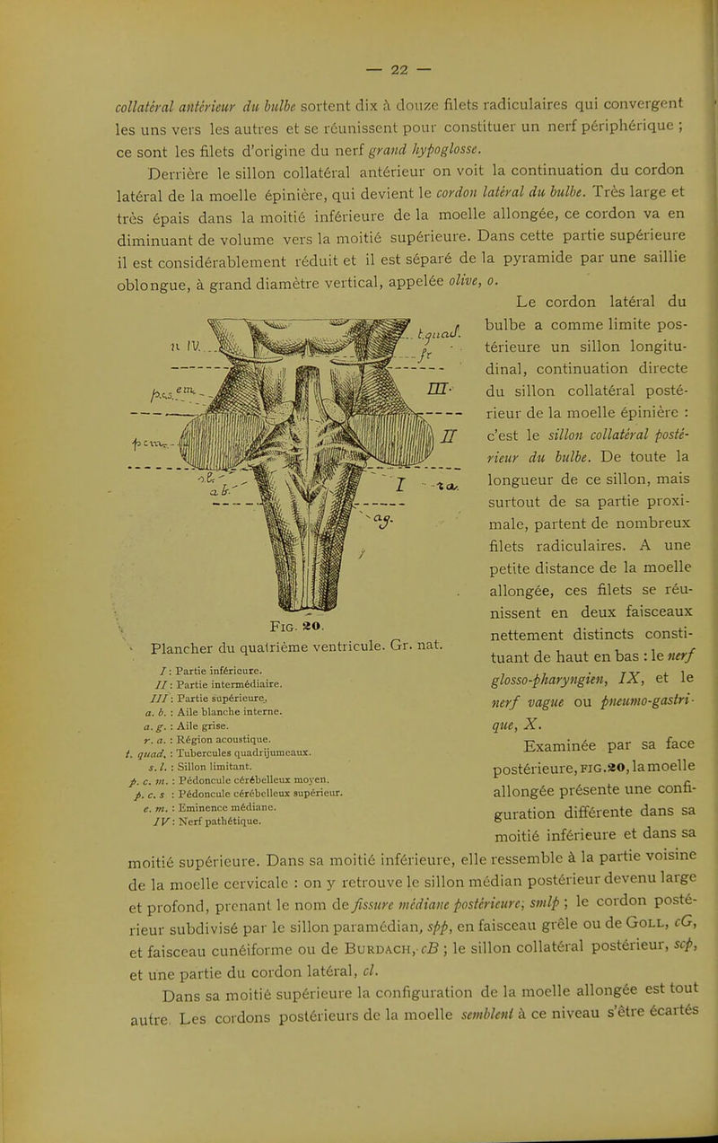 collatéral antérieur du bulbe sortent dix à douze filets radiculaires qui convergent les uns vers les autres et se réunissent pour constituer un nerf périphérique ; ce sont les filets d'origine du nerf grand hypoglosse. Derrière le sillon collatéral antérieur on voit la continuation du cordon latéral de la moelle épinière, qui devient le cordon latéral du bulbe. Très large et très épais dans la moitié inférieure de la moelle allongée, ce cordon va en diminuant de volume vers la moitié supérieure. Dans cette partie supérieure il est considérablement réduit et il est séparé de la pyramide par une saillie oblongue, à grand diamètre vertical, appelée olive, o. Le cordon latéial du bulbe a comme limite pos- térieure un sillon longitu- dinal, continuation directe du sillon collatéral posté- rieur de la moelle épinière : c'est le sillon collatéral posté- rieur du bulbe. De toute la longueur de ce sillon, mais surtout de sa partie proxi- male, partent de nombreux filets radiculaires. A une petite distance de la moelle allongée, ces filets se réu- nissent en deux faisceaux nettement distincts consti- tuant de haut en bas : le nerf glosso-pharyngien, IX, et le nerf vague ou pneutno-gastri- que, X. Examinée par sa face postérieure, FiG.ao, la moelle allongée présente une confi- guration différente dans sa moitié inférieure et dans sa moitié supérieure. Dans sa moitié inférieure, elle ressemble à la partie voisme de la moelle cervicale : on y retrouve le sillon médian postérieur devenu large et profond, prenant le nom de fissure médiane postérieure; smlp ; le cordon posté- rieur subdivisé par le sillon paramédian, spp, en faisceau grêle ou de Goll, cG, et faisceau cunéiforme ou de BuRDACH, fB ; le sillon collatéral postérieur, sep, et une partie du cordon latéral, cl. Dans sa moitié supérieure la configuration de la moelle allongée est tout autre, Les cordons postérieurs de la moelle semblent à ce niveau s'être écartés FiG. 20. ' Plancher du qualrième ventricule. Gr. nat. / : Partie inférieure. // : Partie intermédiaire. /// : Partie supérieure. a. à. : Aile blanche interne. a. g. : Aile grise. r. a. : Région acoustique. /. guad. : Tubercules quadrijumcaux. s. l. : Sillon limitant. p. c. m. : Pédoncule cérébelleux moj-en. p. c. s : Pédoncule cérébelleux supérieur. e. m. : Eminence médiane. IV: Nerf pathétique.