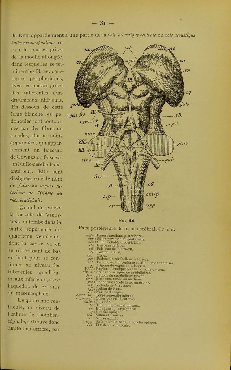 de Reil appartiennent bulbo-mésencéphalique re- liant les masses grises de la moelle allongée, dans lesquelles se ter- mincntles fibres acous- tiques périphériques, avec les masses grises des tubercules qua- drijumeaux inférieurs. En dessous de cette lame blanche les pé- doncules sont contour- nés par des fibres en arcades, plus ou moins apparentes, qui appar- tiennent au faisceau de GowERS ou faisceau médullo-cérébelleux antérieur. Elle sont désignées sous le nom de faisceaux arqués su- périeurs de Visihme du rhombencéphale. Quand on enlève la valvule de Vieus- SENs on tombe dans la partie supérieure du quatrième ventricule, dont la cavité va en se rétrécissant de bas en haut pour se con- tinuer, au niveau des tubercules quadriju- meaux inférieurs, avec Taqueduc de Sylvius du mésencéphale. Le quatrième ven- tricule, au niveau de l'isthme de rhomben- céphale, se trouve donc limité : en arrière, par à une partie de la voie acoustique centrale ou voie acoustique FiG. «6. Face postérieure du tronc cérébral. Gr. nat. smlp spp sep cG cB cl cla. pci XII X VIII s/r. a. pcm emr pcs vV rR IV c.gcn. ivt. c.gen.exi. pitlv. tq cp co sc/i ne sirm m : Fissure médiane postérieure. : Sillon paramédian postérieur. : Sillon collatéral postérieur. : Faisceau de Goll. : F.aisceau de Burdach. : Cordon latéral. : Clava. : Pédoncule cérébelleux inférieur. • Jrigone de l'hypoglosse ou .aile blanche interne. : Trigone du va^ue ou aile grise. : Région acoustique ou aile blanche externe. : Stries acoustiques ou médullaires. : Pédoncule cérébelleu.v moyen. : Eininence ronde ou médiane. : Pédoncule cérébelleux supérieur. : Valvule de Vieussens. : Ruban de RiUL. : NcrI pathétique. : Corps genouillé interne, : Corps genouillé externe. : Pulvinar. : Tubercules quadrijumeaux. : Epiphyse ou corps pinéal. : Couche optique. : Sillon choroïdien. : Noyau caudé. ; Strie médullaire de la couche optique. : Troisième ventricule.