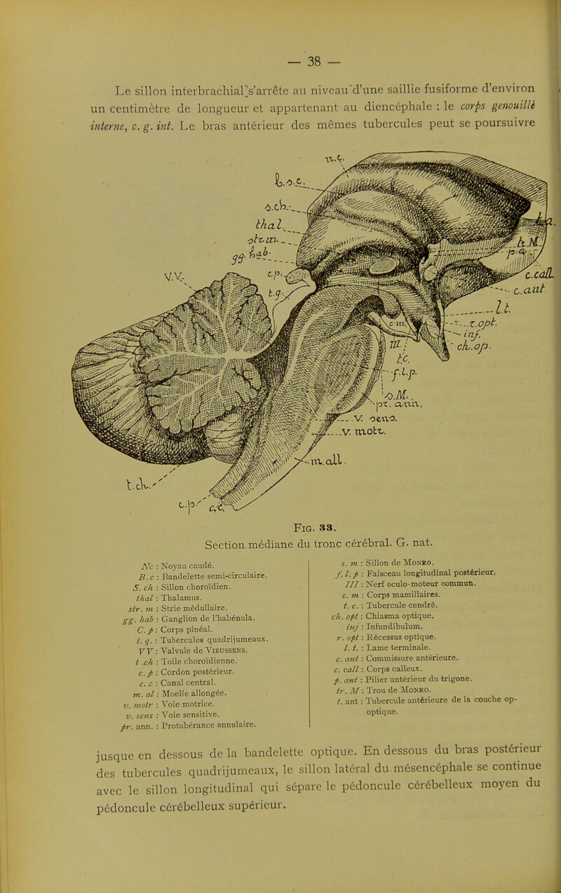 Le sillon interbrachialVarrête au niveaird'une saillie fusiforme d'environ un centimètre de longueur et appartenant au diencéphale ; le corps genouilU interne, c. g. int. Le bras antérieur des mêmes tubercules peut se poursuivre u -•-■■-.t.opt. .V. nxott. FiG. 33. Section médiane du tronc cérébral. G. nat. iVc : B. c: S. ch : thaï : str. m : gg. hah : C. p: t. g. : VV: t .ch : c.p: c. c : m. al : V. motr : V. sens : pr. ann. : Noyau caudé. Bandelette semi-circulaire. Sillon choroïdien. Thalamus. Strie médullaire. Ganglion de l'habénula. Corps pinéal. Tubercules quadrijumeaux. Valvule de Vieussens. Toile clioroïdiennc. Cordon postérieur. Canal central. Moelle allongée. Voie motrice. Voie sensitive. Protubérance annulaire. s. m : Sillon de Monro. y. /. / : Faisceau longitudinal postérieur. /// : Nerf oculo-moteur commun. c. m : Corps mamillaires. i. c. : Tubercule cendré. ch. opl : Chiasma optique. inj : Infundibulum. r. opt : Récessus optique. /. t. : Lame terminale. c. ani : Commissure antérieure. c. call : Corps calleux. /. an/ : Pilier antérieur du trigone. />■. ,1/ : Trou de ]Monro. /. ant : Tubercule antérieure de la couche op- optique. jusque en dessous de la bandelette optique. En dessous du bras postérieur des tubercules quadrijumeaux, le sillon latéral du.mésencéphale se continue avec le sillon longitudinal qui sépare le pédoncule cérébelleux moyen du pédoncule cérébelleux supérieur.