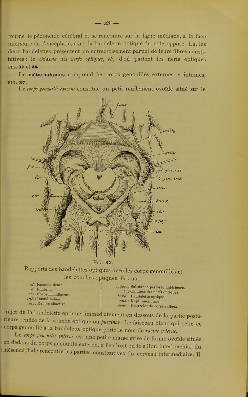 tourne le pédoncule cérébral et se rencontre sur la ligne médiane, à la face inférieure de l'encéphale, avec la bandelette optique du côté opposé. Là, les deux bandelettes présentent un entrecroisement partiel de leurs fibres consti- tutives : le chiasma des nerfs optiques, ch, d'où partent les nerfs optiques FIG. 37 et 38. Le métathalamus comprend les corps genouillés externes et internes, FIG. 37. 'Le. corps genouillé externe constiiwe un petit renflement ovoïde situé sur le FiG. 37. Rapports des bandelettes optiques avec les corps genouillés et les couches optiques. Gr. nat. fd: Faisceau denté. Ji : Fimbria. cm : Corps mamillaires. ««y. : Infundibulum. rac. : Racine olfactive. per. : Substance perforée antérieure. ch. : Chiasma des nerfs optiques. band. : Bandelette optique. une. : Repli uncifonne. />our. : Bourrelet du corps calleux. trajet de la bandelette optique, immédiatement en dessous de la partie posté- rieure renflée de la couche optique ou pulvinar. Le faisceau blanc qui relie ce corps genouillé à la bandelette optique porte le nom de racine externe. Le corps genouillé interne est une petite masse grise de forme ovoïde située en dedans du corps genouillé externe, à l'endroit où le sillon interbrachial du mésencéphale rencontre les parties constitutives du cerveau intermédiaire. Il