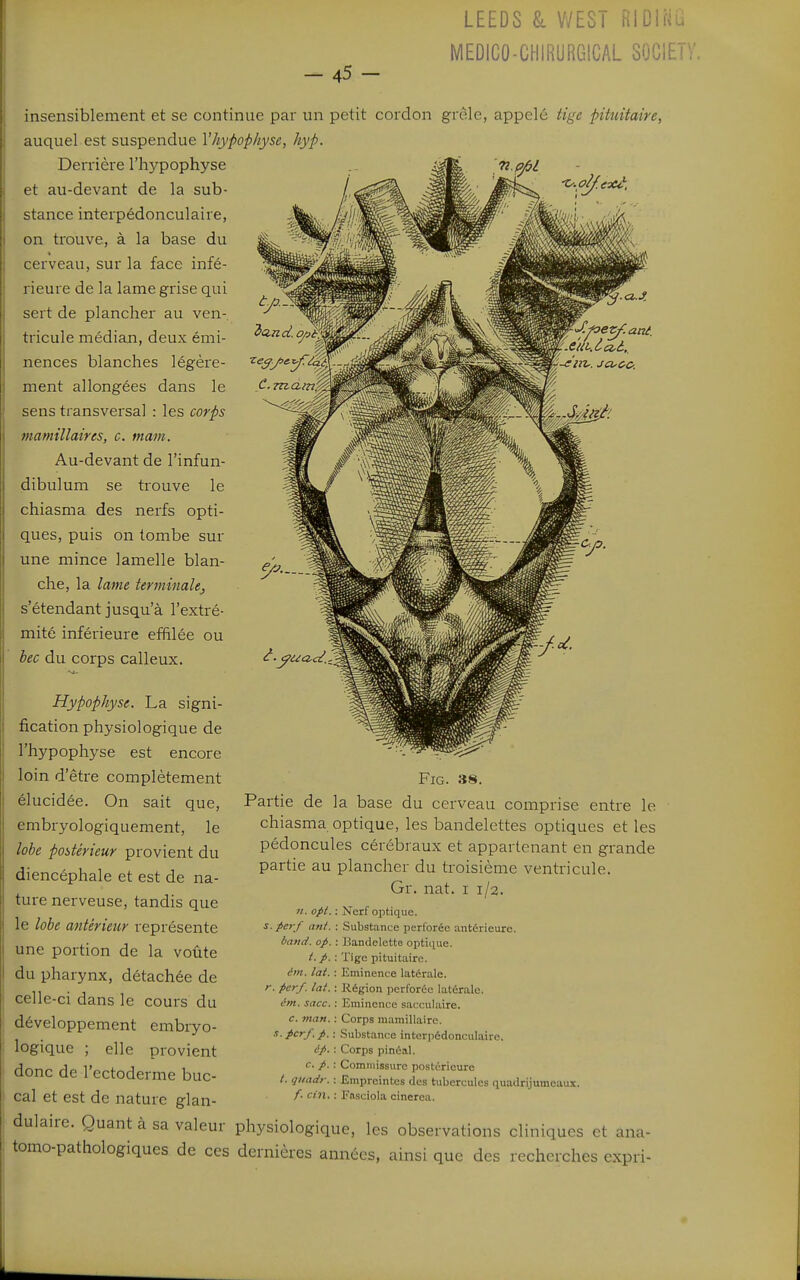 LEEDS Sl V/EST RIDiRii MEDICO-CHIRURGICAL SOGIET insensiblement et se continue par un petit cordon grêle, appelé tige pituitaire, auquel est suspendue Vhypophyse, hyp. Derrière l'hypophyse et au-devant de la sub- stance interpédonculaire, on trouve, à la base du cerveau, sur la face infé- rieure de la lame grise qui sert de plancher au ven- tricule médian, deux émi- nences blanches légère- ment allongées dans le sens transversal : les corps mamillanes, c. mam. Au-devant de l'infun- dibulum se trouve le chiasma des nerfs opti- ques, puis on tombe sur une mince lamelle blan- che, la lame terminale, s'étendant jusqu'à l'extré- mité inférieure effilée ou bec du corps calleux. Hypophyse. La signi- fication physiologique de l'hypophyse est encore loin d'être complètement élucidée. On sait que, embryologiquement, le lobe postérieur provient du diencéphale et est de na- ture nerveuse, tandis que le lobe antérieur représente une portion de la voûte du pharynx, détachée de celle-ci dans le cours du développement embryo- logique ; elle provient donc de l'ectoderme buc- cal et est de nature glan- dulaire. Quant à sa valeur tomo-pathologiques de ces FiG. 38. Partie de la base du cerveau comprise entre le chiasma optique, les bandelettes optiques et les pédoncules cérébraux et appartenant en grande partie au plancher du troisième ventricule. Gr. nat. i 1/2. «. op{. : Nerf optique. s. perf uni. : Substance perforée antérieure. band. op. : liandclctto optinue. i.p. : Tige pituitaire. ém. lai. : Eminence latérale. r. pcrf. lat. : Kégion perforée latérale. ém. sacc. : Eminence sacculaire. c. man. : Corps mamillaire. ^- pcrf.p. : Substance interpédonculaire, ip. : Corps pinéal. c. p. : Commissure postérieure /. qiiadr. : Empreintes des tubercules quadrijumeaux. /. cin. : Fasciola cinerea. physiologique, les observations cliniques et ana- dernières années, ainsi que des recherches expri-