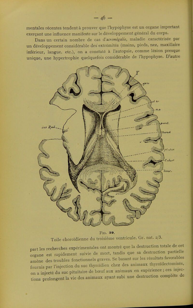 -46- mentales récentes tendent à prouver que l'hypophyse est un organe important exerçant une influence manifeste sur le développement général du corps. Dans un certain nombre de cas à'acromégalie, nialadie caractérisée par un développement considérable des extrémités (mains, pieds, nez, maxillaire inférieur, langue, etc.), on a constaté à l'autopsie, comme lésion presque unique, une hypertrophie quelquefois considérable de l'hypophyse. D'autre FiG. 39. Toile choroïdienne du troisième ventricule. Gr. nat. 2/3. pait les recherches expérimentales ont montré que la destruction totale de cet organe est rapidement suivie de mort, tandis que sa destruction partielle amène des troubles fonctionnels graves. Se basant sur les résultats favorables fournis par l'injection du suc thyroïdien chez des animaux thyroïdectomisés, on a injecté du suc pituitaire de bœuf aux animaux en expérience ; ces injec- tions prolongent la vie des animaux ayant subi une destruction complète de