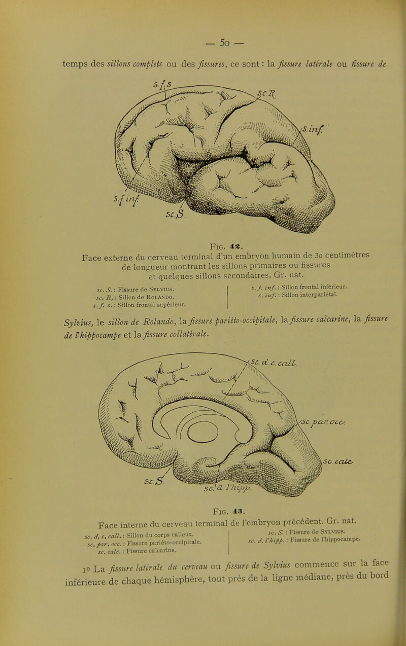 temps des sillons complets ou des fissures, ce sont : la fissure latérale ou fissure de s.f.s FiG. 48. Face externe du cerveau terminal d'un embryon humain de 3o centimètres de longueur montrant les sillons primaires ou fissures et quelques sillons secondaires. Gr. nat. se. S. : Fissure de Sylvius. se. R, : Sillon de Rolando. s./, s. : Sillon frontal supérieur. 5. /. l'nf. : Sillon frontal inférieur. s. iuf. : Sillon interpariétal. Sylvius, le sillon de Rolando, la fissure pariéto-occipitale, \a fissure calcarine, la fissure de Vhippocampe et la fissure collatérale. se. cale. FiG. 43. Face interne du cerveau terminal de l'embryon précédent. Gr. nat. se. s. : l'issure de Sylvius. se. d. c, coll. : Sillon du corps calleux se. par. occ. : Fissure pariétoroccipitalc se. eale. : Fissure calcarine se. d. l'hipp. : Fissure de l'hippocampe. 10 La fissure latérale du cerveau ou fissure de Sylvius commence sur la face inférieure de chaque hémisphère, tout près de la ligne médiane, près du bord