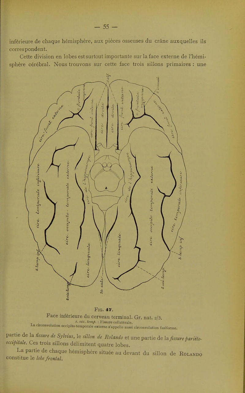 inférieure de chaque hémisphère, aux pièces osseuses du crâne auxquelles ils correspondent. Cette division en lobes est surtout importante sur la face externe de l'hémi- sphère cérébral. Nous trouvons sur cette face trois sillons primaires : une FiG. 47. Face inférieure du cerveau terminal. Gr. nat. 2/3. ^- <><:c. iemp. : Fissure collatérale, circonvolution occipito-temporale externe s'appelle aussi circonvolution fusiforme. partie de la fissure de Sylvius, le sillon de Rolando et une partie de fissure parièio- occipitale. Ces trois sillons délimitent quatre lobes. La partie de chaque hémisphère située au devant du sillon de Rolando constitue le lobe frontal.