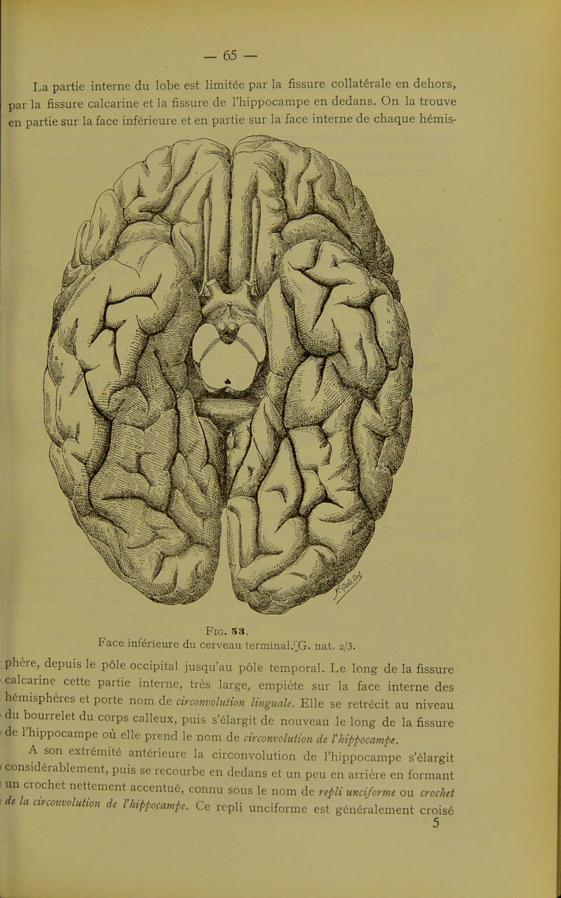 I.a partie interne du lobe est limitée par la fissure collatérale en dehors, par la fissure calcarine et la fissure de l'hippocampe en dedans. On la trouve en partie sur la face inférieure et en partie sur la face interne de chaque hémis- FlG. 53. Face inférieure du cerveau terminal.[G. nat. 2/3. phère, depuis le pôle occipital jusqu'au pôle temporal. Le long de la fissure calcarine cette partie interne, très large, empiète sur la face interne des hémisphères et porte nom de circonvolution linguale. Elle se rétrécit au niveau du bourrelet du corps calleux, puis s'élargit de nouveau le long de la fissure de l'hippocampe où elle prend le nom de circonvolution de Vhippocamj?e. A son extrémité antérieure la circonvolution de l'hippocampe s'élargit considérablement, puis se recourbe en dedans et un peu en arrière en formant un crochet nettement accentué, connu sous le nom de repli umiforme ou crochet de la ctrconvolution de l'hippocampe. Ce repli unciforme est généralement croisé 5