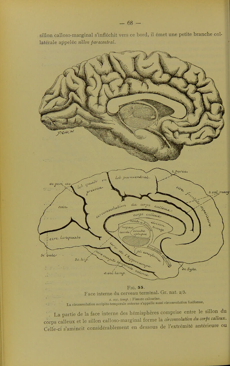 sillon calloso-marginal s'infléchit vers ce bord, il émet une petite branche col- latérale appelée sillon paracentral. iJLL_rruuy FiG. 55. Face interne du cerveau terminal. Gr. nat. 2/3. s. occ. iemp. : Fissure calcarinc. La circonvolution occipito-temporale externe s'appelle aussi circonvolution fusiforme, La partie de la face interne des hémisphères comprise entre le sillon du corps^calleux et le sillon calloso-marginal forme la circouvolution du corps calleux. Celle-ci s'amincit considérablement en dessous de l'extrémité antérieure ou