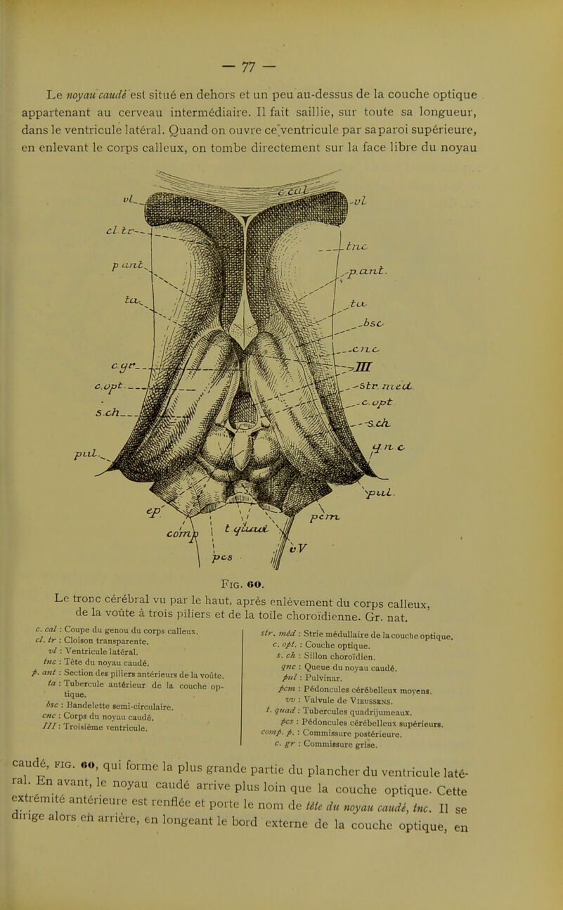 Le noyau caudé'esi situé en dehors et un peu au-dessus de la couche optique appartenant au cerveau intermédiaire. Il fait saillie, sur toute sa longueur, dans le ventricule latéral. Quand on ouvre ce'ventricule par sa paroi supérieure, en enlevant le corps calleux, on tombe directement sur la face libre du noyau ■)llL., FiG. 60. Lo tronc cérébral vu par le haut, après enlèvement du corps calleux, de la voûte à trois piliers et de la toile choroïdienne. Gr. nat. c. cal : Coupe du genou du corps calleux. cl.tr : Cloison transparente. ■vl : Ventricule latéral. /ne : Tète du noyau caudé. p. ant : Section des piliers antérieurs de la voûte. ta : Tubercule antérieur de la couche op- tique. 6sc : Bandelette semi-circulaire. Cfic : Corps du noyau caudé. -'W : Troisième ventricule. str. méd : Strie médullaire de lacoucheoptique. c. opt. : Couche optique. s. ck : Sillon choroïdien. gnc : Queue du noyau caudé. >«/ : Pulvinar. pcm : Pédoncules cérébelleux moyens. vv : Valvule de Vihussrns. /. guaii : Tubercules quadrijumeaux. ^cs : Pédoncules cérébelleux supérieurs. comp. f. : Commissure ijostérieure. c. gr : Commissure grise. caude, FIG. «o, qui forme la plus grande partie du plancher du ventricule laté- ral En avant, le noyau caudé arrive plus loin que la couche optique- Cette extrémité antérieure est renflée et porte le nom de Uic du noyau caudé, inc. Il se d.nge alors eh arrière, en longeant le bord externe de la couche optique en