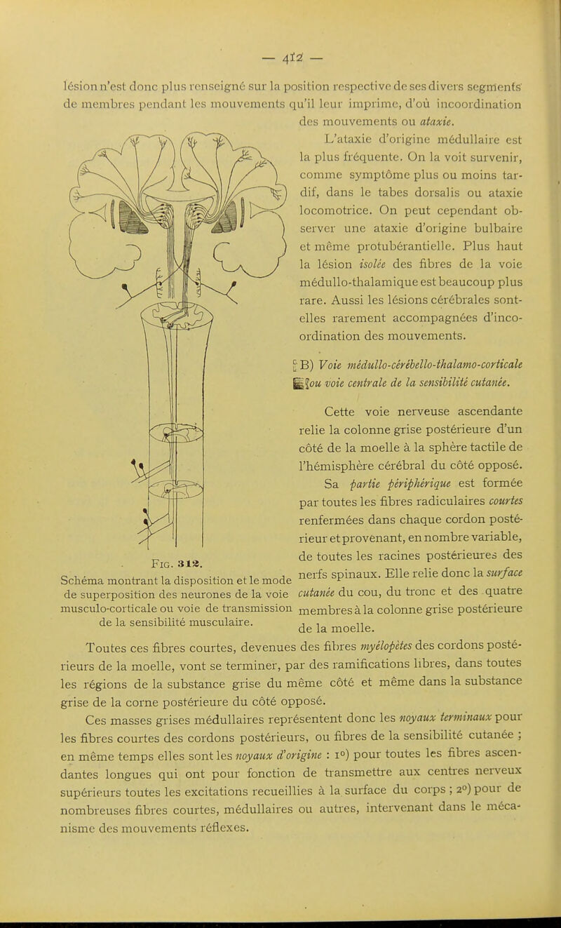 lésion n'est donc plus renseigné sur la position respective de ses divers segments de membres pendant les mouvements qu'il leur imprime, d'où incoordination des mouvements ou ataxie. L'ataxie d'origine médullaire est la plus fréquente. On la voit survenir, comme symptôme plus ou moins tar- dif, dans le tabès dorsal is ou ataxie locomotrice. On peut cependant ob- server une ataxie d'origine bulbaire et même protubérantielle. Plus haut la lésion isolée des fibres de la voie médullo-thalamique est beaucoup plus rare. Aussi les lésions cérébrales sont- elles rarement accompagnées d'inco- ordination des mouvements. \ B) Voie tnédullo-cérébello-thalamo-corticaîe ^\ou voie centrale de la sensibilité cutanée. Cette voie nerveuse ascendante relie la colonne grise postérieure d'un côté de la moelle à la sphère tactile de l'hémisphère cérébral du côté opposé. Sa partie périphérique est formée par toutes les fibres radiculaires courtes renfermées dans chaque cordon posté- rieur et provenant, en nombre variable, ^ de toutes les racines postérieures des FiG. 313. 01. X n T ^1 A nerfs spinaux. Elle relie donc la 5z<f/a« Schéma montrant la disposition et le mode ^ de superposition des neurones de la voie cutanée du cou, du tronc et des quatre musculo-corticale ou voie de transmission membres à la colonne grise postérieure de la sensibilité musculaire. ^^^^^^^ Toutes ces fibres courtes, devenues des fibres myélopètes des cordons posté- rieurs de la moelle, vont se terminer, par des ramifications libres, dans toutes les régions de la substance grise du même côté et même dans la substance grise de la corne postérieure du côté opposé. Ces masses grises médullaires représentent donc les noyaux terminaux pour les fibres courtes des cordons postérieurs, ou fibres de la sensibilité cutanée ; en même temps elles sont les noyaux d'origine : 1°) pour toutes les fibres ascen- dantes longues qui ont pour fonction de transmettre aux centres nerveux supérieurs toutes les excitations recueillies à la surface du corps ; 2°) pour de nombreuses fibres courtes, médullaires ou autres, intervenant dans le méca- nisme des mouvements réflexes.