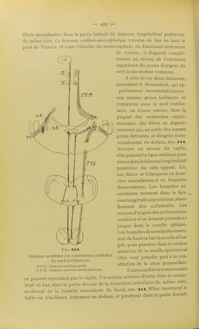 fibres ascendantes, dans la partie latérale du faisceau longitudinal postérieur du même côté. Ce faisceau vestibulo-mésencéphalique traverse de bas en haut le pont de Varole et toute l'étendue du mésencéphale, en diminuant lentement de volume ; il disparait complè- tement au niveau de l'extrémité supérieure du noyau d'origine du nerf oculo-moteur commun. A côté de ces deux faisceaux, ascendant et descendant, qui ap- partiennent incontestablement aux masses grises bulbaires en connexion avec le nerf vestibu- laire, on trouve encore, dans la plupart des recherches expéri- mentales, des fibres en dégéné- rescence qui, au sortir des masses grises détruites, se dirigent trans- versalement en dedans, fig. 314. Arrivées au niveau du raphé, elles passent la ligne médiane pour entrer dans le faisceau longitudinal postérieur du côté opposé. Là, ces fibres se bifurquent en bran- ches ascendantes et en branches descendantes. Les branches as- cendantes montent dans le fais- ceau longitudi nal postérieur,aban- donnent des collatérales aux noyaux d'origine des nerfs moteurs oculaires et se laissent poursuivre jusque dans la couche optique. Les branches descendantes traver- sent de haut en bas la moelle allon- gée, pour pénétrer dans le cordon antérieur de la moelle épinière où elles vont prendre part à la con- stitution de la zone pyramidale. Toutes ces fibres transversales ne passent cependant pas le raphé. Un certain nombre d'entre elles se recour- bent en bas, dans la parfie dorsale de la formation réticulaire du même cote, au-devant de la branche ascendante du facial, fig. 314. Elles traversent e bulbe en s'inclinant lentement en dedans, et pénètrent dans la partie dorsale Fig. 314. Schéma montrant les connexions centrales du nerf vestibulaire. F. V.S, : Faisceau vestibulo-spinal. F. V.M. : Faisceau vestibulo-mésencéphalique.