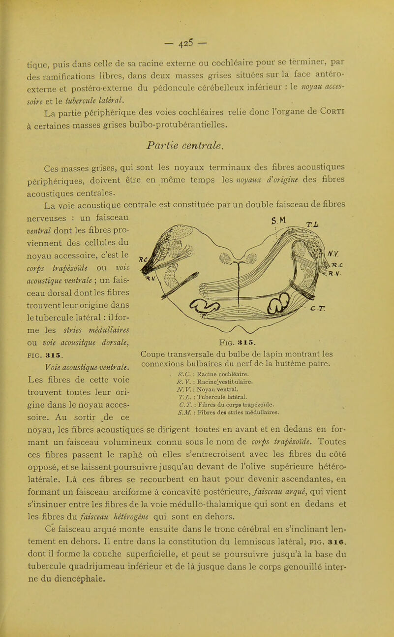 tique, puis dans celle de sa racine externe ou cochléaire pour se terminer, par des ramifications libres, dans deux masses grises situées sur la face antéro- externe et postéro-externe du pédoncule cérébelleux inférieur : le noyau acces- soire et le tubercule latéral. La partie périphérique des voies cochléaires relie donc l'organe de Corti à certaines masses grises bulbo-protubérantielles. Partie centrale. Ces masses grises, qui sont les noyaux terminaux des fibres acoustiques périphériques, doivent être en même temps les noyaux d'origine des fibres acoustiques centrales. La voie acoustique centrale est constituée par un double faisceau de fibres nerveuses : un faisceau ventral dont les fibres pro- viennent des cellules du noyau accessoire, c'est le corps trapézoïde ou voie acoustique ventrale ; un fais- ceau dorsal dont les fibres trouvent leur origine dans le tubercule latéral : il for- me les stries médullaires ou voie acoustique dorsale, FIG. 315. Voie acoustique ventrale. Les fibres de cette voie trouvent toutes leur ori- gine dans le noyau acces- soire. Au sortir ^de ce noyau, les fibres acoustiques se dirigent toutes en avant et en dedans en for- mant un faisceau volumineux connu sous le nom de corps trapézoïde. Toutes ces fibres passent le raphé où elles s'entrecroisent avec les fibres du côté opposé, et se laissent poursuivre jusqu'au devant de l'olive supérieure hétéro- latérale. Là ces fibres se recourbent en haut pour devenir ascendantes, en formant un faisceau arciforme à concavité postérieure,arqué, qui vient s'insinuer entre les fibres de la voie médullo-thalamique qui sont en dedans et les fibres du faisceau hétérogène qui sont en dehors. Ce faisceau arqué monte ensuite dans le tronc cérébral en s'inclinant len- tement en dehors. Il entre dans la constitution du lemniscus latéral, fig. 316. dont il forme la couche superficielle, et peut se poursuivre jusqu'à la base du tubercule quadrijumeau inférieur et de là jusque dans le corps genouillé inter- ne du diencéphale. Fig. 315. Coupe transversale du bulbe de lapin montrant les connexions bulbaires du nerf de la huitème paire. . R.C. : Racine cochléaire. R. V. : RacineVestibulaire. iV. V. : Noyau ventral. T.L. : Tubercule latéral. C.T. : Fibres du corps trapézoïde. S.M. : Fibres des stries médullaires.