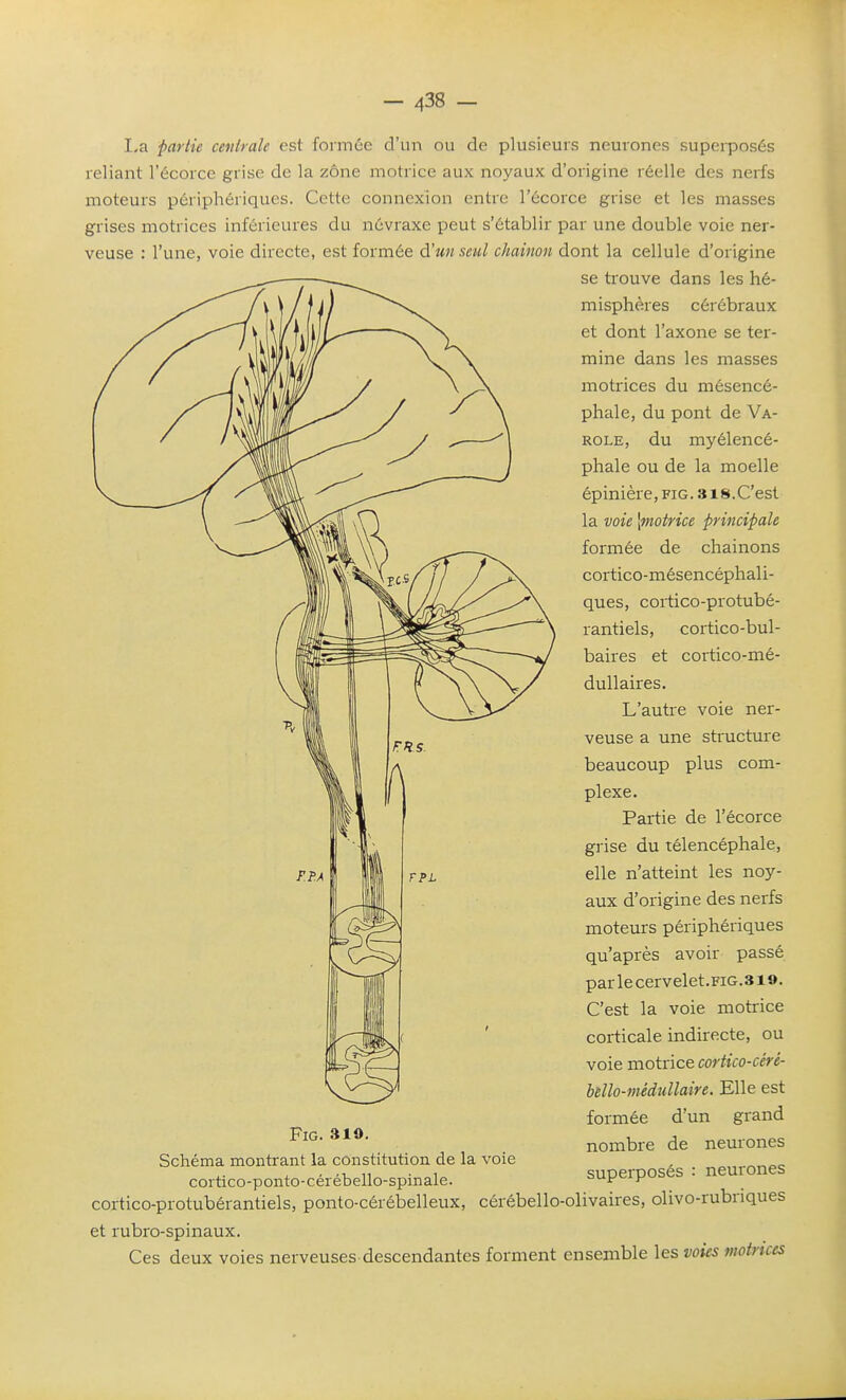 I,a partie ceidrale est formée d'un ou de plusieurs neurones superposés reliant l'écorce grise de la zône motrice aux noyaux d'origine réelle des nerfs moteurs périphériques. Cette connexion entre l'écorce grise et les masses grises motrices inférieures du névraxe peut s'établir par une double voie ner- veuse : l'une, voie directe, est formée à'un seul chaînon dont la cellule d'origine se trouve dans les hé- misphères cérébraux et dont l'axone se ter- mine dans les masses motrices du mésencé- phale, du pont de Va- ROLE, du myélencé- phale ou de la moelle épinière, fig. ais.C'est la voie {motrice principale formée de chaînons cortico-mésencéphali- ques, cortico-protubé- rantiels, cortico-bul- baires et cortico-mé- dullaires. L'autre voie ner- veuse a une structure beaucoup plus com- plexe. Partie de l'écorce grise du télencéphale, elle n'atteint les noy- aux d'origine des nerfs moteurs périphériques qu'après avoir passé parlecervelet.FiG.3i9. C'est la voie motrice corticale indirecte, ou voie motrice cortico-céré- bello-médullaire. Elle est formée d'un grand nombre de neurones Schéma montrant la constitution de la voie cortico-ponto-cérébello-spinale. superposés : neurones cortico-protubérantiels, ponto-cérébelleux, cérébello-olivaires, olivo-rubriques et rubro-spinaux. Ces deux voies nerveuses descendantes forment ensemble les voies motrices