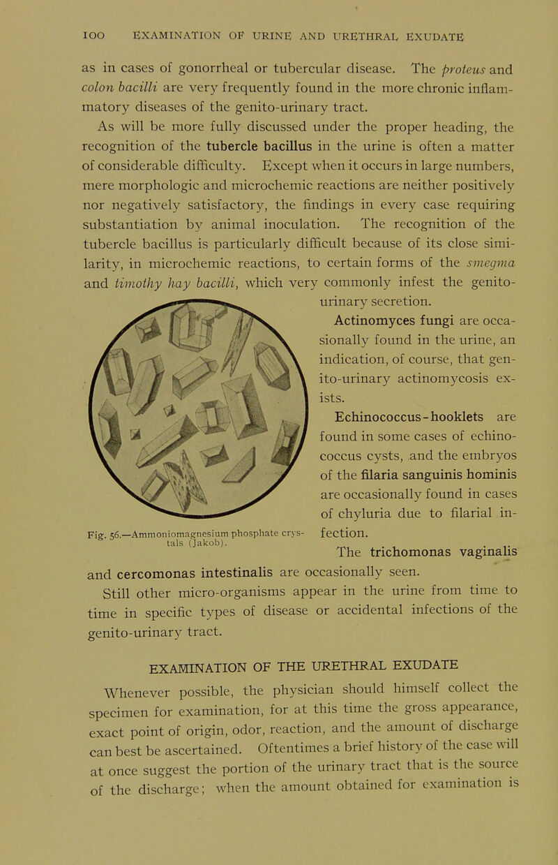 as in cases of gonorrheal or tubercular disease. The proieus and colon bacilli are very frequently found in the more chronic inflam- matory diseases of the genito-urinary tract. As will be more fully discussed under the proper heading, the recognition of the tubercle bacillus in the urine is often a matter of considerable difficulty. Except when it occurs in large numbers, mere morphologic and microchemic reactions are neither positively nor negatively satisfactory, the findings in every case requiring substantiation by animal inoculation. The recognition of the tubercle bacillus is particularly difhcult because of its close simi- larity, in microchemic reactions, to certain forms of the smegma and timothy hay bacilli, which very commonly infest the genito- urinary secretion. Actinomyces fungi are occa- sionally found in the urine, an indication, of course, that gen- ito-urinary actinomycosis ex- ists. Echinococcus-hooklets are found in some cases of echino- coccus cysts, and the embryos of the filaria sanguinis hominis are occasionally found in cases of chyluria due to filarial in- fection. The trichomonas vaginalis and cercomonas intestinaUs are occasionally seen. Still other micro-organisms appear in the urine from time to time in specific types of disease or accidental infections of the genito-urinary tract. EXAMINATION OF THE URETHRAL EXUDATE Whenever possible, the physician should himself collect the specimen for examination, for at this time the gross appearance, exact point of origin, odor, reaction, and the amount of discharge can best be ascertained. Oftentimes a brief history of the case will at once suggest the portion of the urinary tract that is the source of the discharge; when the amount obtained for examination is Fig. S6.- -Ammoniomagnesium phosphate crys- tals (Jakob).