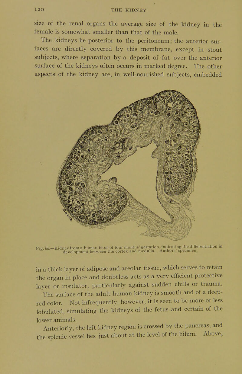size of the renal organs the average size of the kidney in the female is somewhat smaller than that of the male. The kidneys lie posterior to the peritoneum; the anterior sur- faces are directly covered by this membrane, except in stout subjects, where separation by a deposit of fat over the anterior surface of the kidneys often occurs in marked degree. The other aspects of the kidney are, in well-nourished subjects, embedded Fie 60 —Kidney from a human fetus of four months' gestation, indicating the differentiation in development between the cortex and medulla. Authors' specimen. in a thick layer of adipose and areolar tissue, which serves to retain the organ in place and doubtless acts as a very efficient protective layer or insulator, particularly against sudden chills or trauma. The surface of the adult human kidney is smooth and of a deep- red color. Not infrequently, however, it is seen to be more or less lobulated, simulating the kidneys of the fetus and certain of the lower animals. Anteriorly, the left kidney region is crossed by the pancreas, and the splenic vessel lies just about at the level of the hilum. Above,