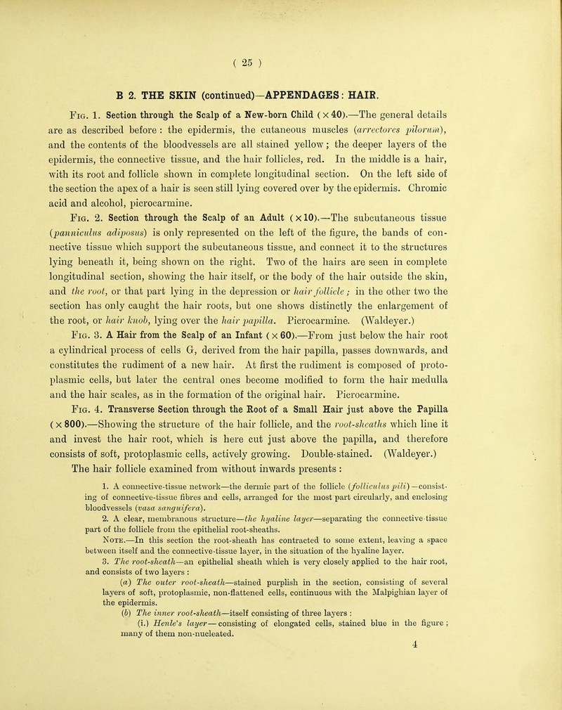 B 2. THE SKIN (continued)—APPENDAGES: HAIR. Fig. 1. Section through the Scalp of a New-born Child (x40).—The general details are as described before : the epidermis, the cutaneous muscles {arrectores pilorura), and the contents of the bloodvessels are all stained yellow ; the deeper layers of the epidermis, the connective tissue, and the hair follicles, red. In the middle is a hair, with its root and follicle shown in complete longitudinal section. On the left side of the section the apex of a hair is seen still lying covered over by the epidermis. Chromic acid and alcohol, picrocarmine. Fig. 2. Section through the Scalp of an Adult (xlO).—The subcutaneous tissue (panniculus adiposus) is only represented on the left of the figure, the bands of con- nective tissue which support the subcutaneous tissue, and connect it to the structures lying beneath it, being shown on the right. Two of the hairs are seen in complete longitudinal section, showing the hair itself, or the body of the hair outside the skin, and the root, or that part lying in the depression or hear follicle; in the other two the section has only caught the hair roots, but one shows distinctly the enlargement of the root, or hair knob, lying over the hair papilla. Picrocarmine. (Waldeyer.) Fig. 3. A Hair from the Scalp of an Infant (x 60).—From just below the hair root a cylindrical process of cells G, derived from the hair papilla, passes downwards, and constitutes the rudiment of a new hair. At first the rudiment is composed of proto- plasmic cells, but later the central ones become modified to form the hair medulla and the hair scales, as in the formation of the original hair. Picrocarmine. Fig. 4. Transverse Section through the Root of a Small Hair just above the Papilla ( x 800).—Showing the structure of the hair follicle, and the root-sheaths which line it and invest the hair root, which is here cut just above the papilla, and therefore consists of soft, protoplasmic cells, actively growing. Double-stained. (Waldeyer.) The hair follicle examined from without inwards presents : 1. A connective-tissue network—the dermic part of the follicle {follicidus pUi) — consist- ing of connective-tissue fibres and cells, arranged for the most part circularly, and enclosing bloodvessels (vasa sanguifera). 2. A clear, membranous structure— the hyaline layer—separating the connective-tissue part of the follicle from the epithelial root-sheaths. Note.—In this section the root-sheath has contracted to some extent, leaving a space between itself and the connective-tissue layer, in the situation of the hyaline layer. 8. The root-sheath—an epithelial sheath which is very closely applied to the hair root, and consists of two layers : (a) The outer root-sheath—stained purplish in the section, consisting of several layers of soft, protoplasmic, non-flattened cells, continuous with the Malpighian layer of the epidermis. (b) The inner root-sheath—itself consisting of three layers : (i.) Henle's layer—consisting of elongated cells, stained blue in the figure; many of them non-nucleated. 4