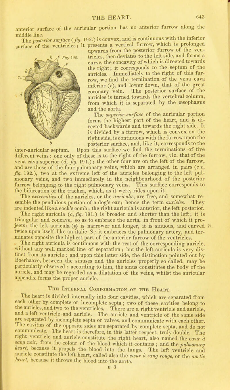 anterior surface of the auricular portion has nc anterior furrow along the middle line. , . . -^i .i, • • The posterior surface (fig. 192.) is convex, and is continuous with the inferior surface of the ventricles; it presents a vertical furrow, which is prolonged upwards from the posterior furrow of the ven- Fig m tricles, then deviates to the left side, and forms a curve, the concavity of which is directed towards the right; it corresponds to the septum of the auricles. Immediately to the right of this fur- row, we find the termination of the vena cava inferior (r), and lower down, that of the great coronary vein. The posterior surface of the auricles is turned towards the vertebral column, from which it is separated by the oesophagus and the aorta. The superior surface of the auricular portion forms the highest part of the heart, and is di- rected backwards and towards the right side. It is divided by a furrow, which is convex on the right side, is continuous with the furrow upon the posterior surfece, and, like it, corresponds to the inter-auricular septum. Upon this surface we find the terminations of five different veins: one only of these is to the right of the furrow, viz. that of the vena cava superior (rf, fig. 191.); the other four are on the left of the furrow, and are those of the four pulmonary veins, which are arranged in pairs (c c, fig. 192.), two at the extreme left of the auricles belonging to the left pul- monary veins, and two immediately in the neighbourhood of the posterior furrow belonging to the right pulmonary veins. This surface corresponds to the bifurcation of the trachea, which, as it were, rides upon it. The extremities of the auricles, or the auriculce, are free, and somewhat re- semble the pendulous portion of a dog's ear; hence the term auricles. They are indented like a cock's comb; the right auricula is anterior, the left posterior. The right auricula (c,fig. 191.) is broader and shorter than the left; it is triangular and concave, so as to embrace the aorta, in front of which it pro- jects ; the left auricula (i^ is narrower and longer, it is sinuous, and curved yL twice upon itself like an italic S; it embraces the pulmonary artery, and ter- minates opposite the highest part of the anterior furrow of the ventricles. . The right auricula is continuous with the rest of the corresponding auricle, without any well marked line of separation ; but the left auricula is very dis- tinct from its auricle ; and upon this latter side, the distinction pointed out by Boerhaave, between the sinuses and the auricles properly so called, may be particularly observed : according to him, the sinus constitutes the body of the auricle, and may be regarded as a dilatation of the veins, whilst the auricular appendix forms the proper auricle. The Internal Confohmation of the Heart. The heart is divided internally into four cavities, which are separated from each other by complete or incomplete septa ; two of these cavities belong to the auricles, and two to the ventricles. There are a right ventricle and auricle, and a left ventricle and auricle. The auricle and ventricle of the same side are separated by incomplete septa or valves, and communicate with each other. The cavities of the opposite sides are separated by complete septa, and do not communicate. The heart is therefore, in this latter respect, truly double. The right ventricle and auricle constitute the right heart, also named the caur a sang noir, from the colour of the blood which it contains ; and the pulmonary heart, because it propels the blood into the lungs. The left ventricle and auricle constitute the left heart, called also the cwur a sang rouge, or the aortic heart, because it throws the blood into the aorta.