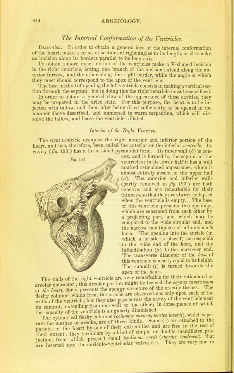 The Internal Conformation of the Ventricles. Dissection. In order to obtain a general idea of the internal conformation of the heart, make a series of sections at right angles to its length, or else make an incision along its borders parallel to its long axis. To obtain a more exact notion of the ventricles make a V-shaped incision in the right ventricle, letting one branch of the incision extend along the an- terior furrow, and the other along the right border, while the angle at which they meet should correspond to the apex of the ventricle. The best method of opening the leftventricle consists in makingavertical sec- tion through the septum; but in doing this the right ventricle must be sacrificed. In order to obtain a general view of the appearance of these cavities, they may be prepared in the dried state. For this ptirpose, the heart is to be in- jected with tallow, and then, after being dried sufficiently, to be opened in the manner ahove described, and immersed in warm turpentine, which will dis- solve the tallow, and leave the ventricles dilated. Interior of the Right Ventricle. The right ventricle occupies the right anterior and inferior portion of the heart, and has, therefore, been called the anterior or the inferior ventricle. Its cavity (Jig. 193.) has a three-sided pyramidal form. Its inner wall (i) is con- p. vex, and is formed by the septum of the y^^ ventricles; in its lower half it has a well marked reticulated appearance, which is almost entirely absent in the upper half (a). The anterior and inferior walls (partly removed in fig. 193.) are both concave, and are remarkable for their thinness, so that they are always collapsed when the ventricle is empty. The base of this ventricle presents two openings, which are separated from each other by a projecting part, and which may be compared to the wide circular end, and the narrow mouthpiece of a huntsman's horn. The opening into the auricle (in which a bristle is placed) corresponds to the wide end of the horn, and the infundibulum (a) to the narrower end. The transverse diameter of the base of this ventricle is nearly equal to its height. The summit (Z) is turned towards the apex of the heart. The walls of the right ventricle are very remarkable for their reticulated or areolar character ; this areolar portion might be termed the corpus cavemosum of the heart, for it presents the spongy structure of the erectile tissues. The fleshv columns which form the areote are observed not only upon each of the walls of the ventricle, but they also pass across the cavity of the ventricle near its summit, extending from one wall to the other; m consequence of which the capacity ofthe ventricle is singularly dimmished. The cylindrical fleshy columns {columnm camem, teretes Ucerti-), which sepa- rate the meshes or areote, are of three kinds Some {e) are attached to the narietes of the heart by one of their extremities and are free in he rest of E exten!; by a kind of simple or double mamilMed pro- iection, from which proceed small tendmons cords {chords tcndinem) that ire inserted into the auriculo-ventricular valves (c). They are very few in