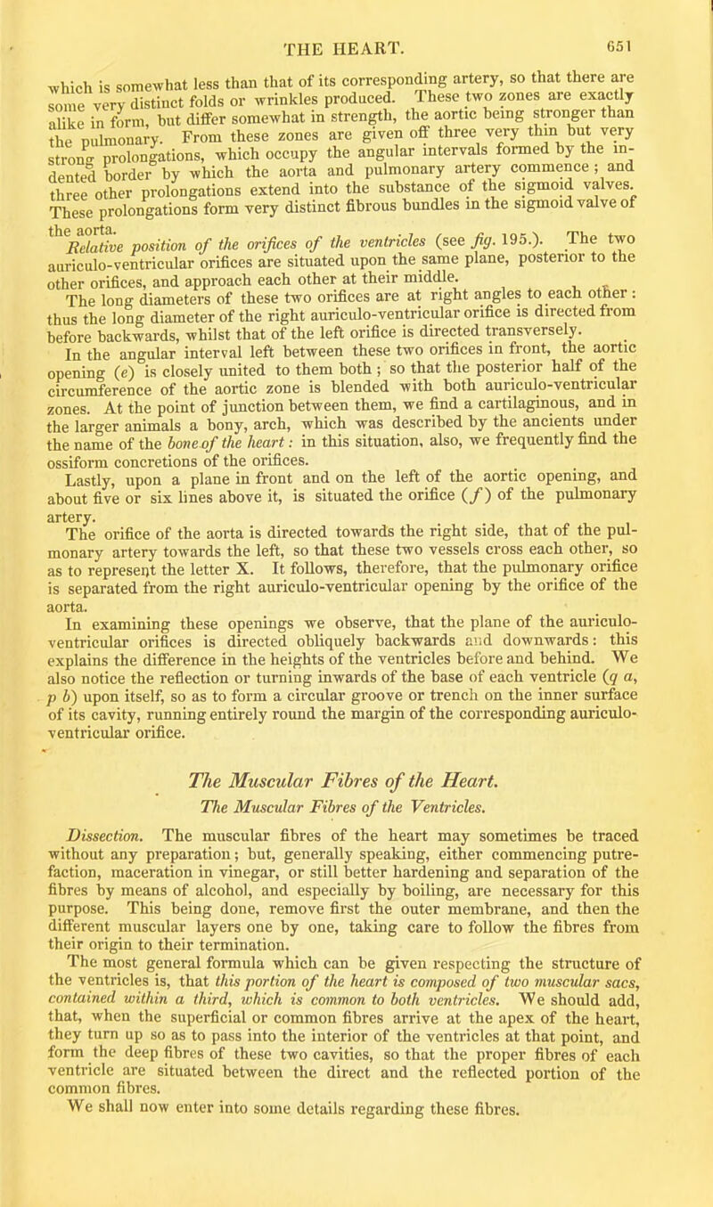 which is somewhat less than that of its corresponding artery, so that there are Tome very distinct folds or wrinkles produced. These two zones are exactly aUke in form, but differ somewhat in strength, the aortic being stronger than the puhnonary. From these zones are given off three very thm b^t very stron- prolongations, which occupy the angular intervals formed by the in- dented border by which the aorta and pulmonary artery commence ; and three other prolongations extend into the substance of the sigmoid valves. These prolongations form very distinct fibrous bundles in the sigmoid valve of * ^Bdative position of the orifices of the ventricles (see fig. 195.). The two auriculo-ventricular orifices are situated upon the same plane, posterior to the other orifices, and approach each other at their middle. The long diameters of these two orifices are at right angles to each other : thus the long diameter of the right auriculo-ventricular orifice is directed from before backwards, whUst that of the left orifice is directed transversely. In the angular interval left between these two orifices in front, the aortic opening (e) is closely united to them both ; so that the posterior half of the circumference of the aortic zone is blended with both auriculo-ventricular zones. At the point of junction between them, we find a cartilaginous, and m the larger animals a bony, arch, which was described by the ancients under the name of the bone of the heart: in this situation, also, we frequently find the ossiform concretions of the orifices. Lastly, upon a plane in front and on the left of the aortic opening, and about five or six lines above it, is situated the orifice (/) of the pulmonary artery. The orifice of the aorta is directed towards the right side, that of the pul- monary artery towards the left, so that these two vessels cross each other, so as to represent the letter X. It follows, therefore, that the pulmonary orifice is separated from the right auriculo-ventricular opening by the orifice of the aorta. In examining these openings we observe, that the plane of the auriculo- ventricular orifices is directed obliquely backwards and downwards: this explains the difference in the heights of the ventricles before and behind. We also notice the reflection or turning inwards of the base of each ventricle (9 a, p b) upon itself, so as to form a circular groove or trench on the inner surface of its cavity, running entirely round the margin of the corresponding auriculo- ventricular orifice. T/ie Muscular Fibres of the Heart. The Muscular Fibres of the Ventricles. Dissection. The muscular fibres of the heart may sometimes be traced without any preparation; but, generally speaking, either commencing putre- faction, maceration in vinegar, or still better hardening and separation of the fibres by means of alcohol, and especially by boiling, are necessary for this purpose. This being done, remove first the outer membrane, and then the different muscular layers one by one, taking care to follow the fibres from their origin to their termination. The most general formula which can be given respecting the structure of the ventricles is, that this portion of the heart is composed of two muscular sacs, contained within a third, which is common to both ventricles. We should add, that, when the superficial or common fibres arrive at the apex of the heart, they turn up so as to pass into the interior of the ventricles at that point, and form the deep fibres of these two cavities, so that the proper fibres of each ventricle are situated between the direct and the reflected portion of the common fibres. We shall now enter into some details regarding these fibres.