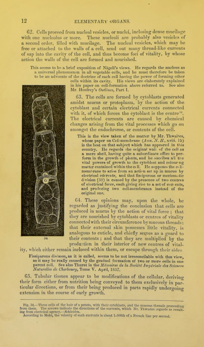 62. Cells procoetl from nucleal vesicles, or nuclei, inclosing dense mncilnge •with one nucleolus or more. These nucleoli are prohahly also vesicles of a second order, filled with mucilage. The nucleal vesicles, which may be free or attached to the walls of a cell, send out many thread-like currents of sap into the cavity of the cell, and thus become foci of vitality, by wliose action the walls of the cell are formed and nourished. Tliis seems to bo a brief exposition of Niigeli's views. He regards the nucleus as a universal plienonienon in all vegetable cells, and he must therefore be taken to be an advocate of the doctrine of each cell having the power of forming other cells within its cavity. His views are elaborately explained in his paper on cell-fonnation above referred to. See also Mr. Henirey's Outlines, Part I. 63. The cells are formed by cytoblasts genej-ated amidst mucus or protoplasm, by the action of the cytoblast and certain electrical currents connected with it, of which forces the cytoblast is the centre The electrical currents are caused by chemical changes arising from the vital pi'ocesses which go on amongst the endochrome, or contents of the cell. This is the view taken of the matter by Mr. Thwaites, whose paper on Cell-membrane {Ann. N. H.,yiy\n. 15) is the best on that subject which has appenred in tliis coimtry. He regards ihe oiiginal wall of the cell as a mere shell, having quite a subordinate office to per- form in the growth of plunts, and he hscribes aU ti e vital powers of growtti to the cytobhist and colonr'iig matter contained within the ct 11. He suppose.-* the c< II- memi'rane to ari^e from «n acti''n set np in mucus by electrical cilrrents, and th«t fis>-ipnrous or merit^m.-tic division (59) is caused by the presence of two centres of electrical force, each giving ris^e to a set of cnnents, and prohicing two cell-membi'anes instead of the original one. 64. These opinions may, upon the whole, be regarded as justifying the conclusion that cells are produced in mucus by the action of vital force ; that they are nourished by cytoblasts or centres of vitality connected with their circumference by mucous threads: that their external skin possesses little vitality, is analogous to cuticle, and chiefly seuves as a guard to their contents ; and that they are multiplied by the production in their interior of new centres of vital- ity, which either remain inclosed within them, or escape through their side.^^ Fissiparous division, as it is called, seems to be not irreconcilable with this view, as it may be really caused by the gradunl formation of two or more ceils in one parent cell. See also Thuret in the M6moires de la Societe Jmperiale des Scienrp.t Naturelles de Cherbourg, Tome V. April, 1(557. 65. Tubular tissues appear to be modifications of the cellular, derivino- their form either from nutrition being conveyed to them exclusively in par- ticular directions, or from their being produced in parts rapidly undergoino- extension in the course of early growth. Tin. 54.—Throe rcUs of tho hair of a potato, ■with their cytoblasts, and tlic mucous threads proceediiip- from ihem. Tlic arrows indicate the directions of the currents, which Mr. Thwaites regards as rcsulu ing from electrical agency.—SiMnden. According to Mold, the velocity of such currents is about l-500th of a French line per second.
