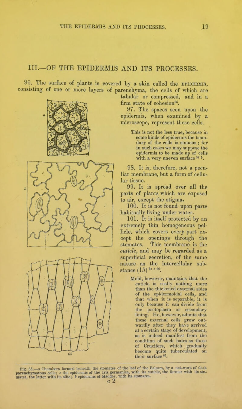 III.—OF THE EPIDERMIS AND ITS PROCESSES. 96. The surface of plants is covered by a skin called the epidermis, consisting of one or more layers of parenchyma, the cells of which are tabular or compressed, and in a firm state of cohesion''^. 97. The spaces seen upon the epidermis, when examined by a microscope, represent these cells. Tliis is not the less tnie, because in some kinds of epidermis the boun- dary of the cells is sinuous ; for in such cases we may suppose the epidermis to be made up of cells with a very uneven surface ^ *, 98. It is, therefore, not a pecu- liar membrane, but a form of cellu- lar tissue. 99. It is spread over all the parts of plants which are exposed to air, except the stigma. 100. It is not found upon parts habitually living under water. 101. It is itself protected by an extremely thin homogeneous pel- licle, which covers evei*y part ex- cept the openings through the stomates. This membrane is the cuticle, and may be regarded as a superficial secretion, of the same nature as the intercellular sub- stance (15) Mohl, however, maintains that tho cuticle is really nothing more than the thickened external sides of the epidermoidal cells, and that when it is separable, it is only because it can divide from the protoplasm or secondary lining. He, however, admits that these external cells grow out- wardly after they have arrived at a certain stage of development, as is indeed manifest from the condition of sucli hairs as those of Crucifers, which gradually become quite tuberculated on their surface Fig. 65.—a Chambers formed beneath the stomates of the loaf of the Balsam, by a net-work of dark parenchjTnatous cells; c the epidermis of the Iris germanica, with its cuticle, the former with its 8to« mates, the latter with its slits: b epidermis of Madder, with its stomates. C 2