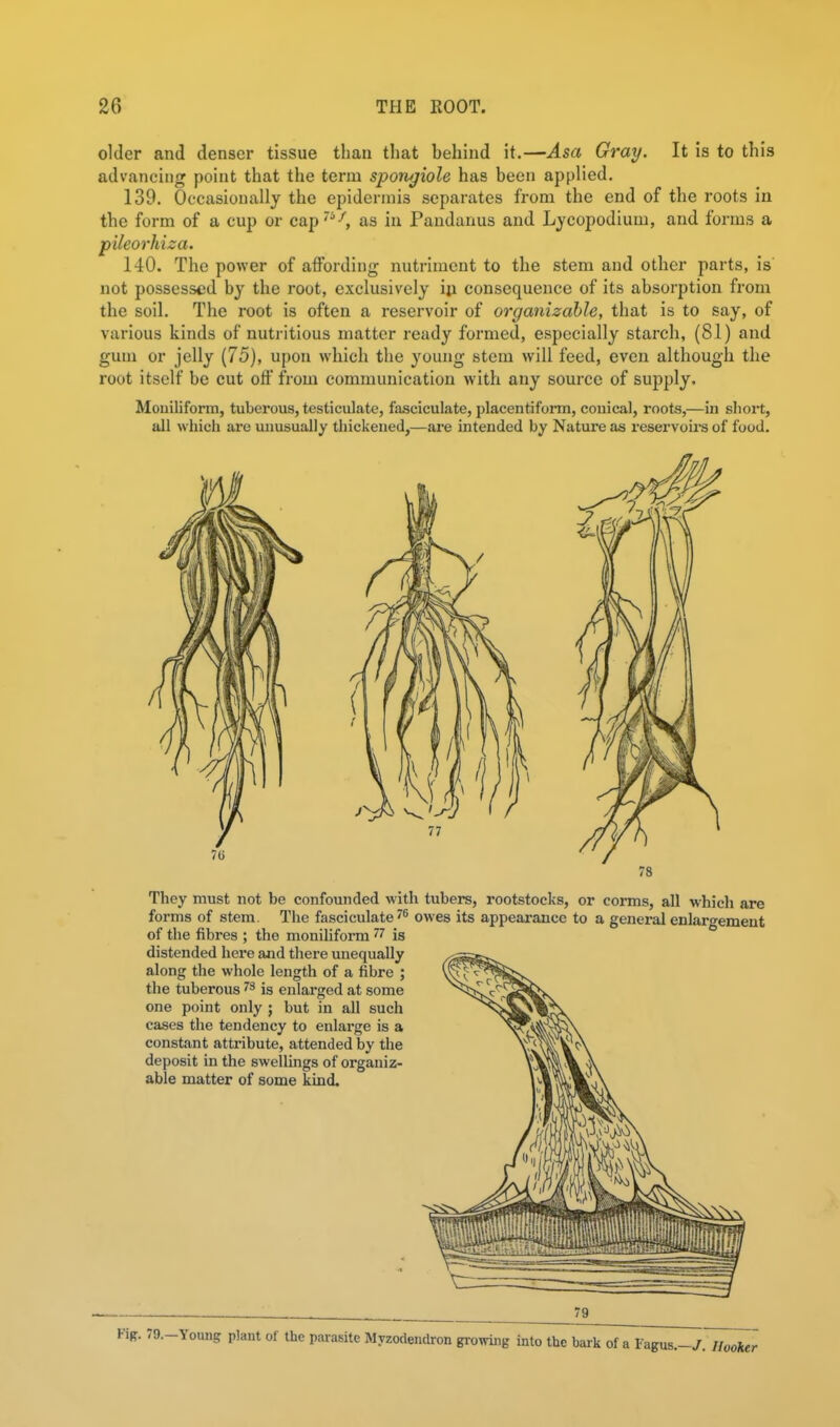 older and denser tissue than that behind it.—Asa Gray. It is to this advancing point that the term spongiole has been applied. 139. Occasionally the epidermis separates from the end of the roots in the form of a cup or cap*^-^, as in Paudanus and Lycopodium, and forms a pileorhiza. 140. The power of affording nutriment to the stem and other parts, is' not possessed by the root, exclusively iji consequence of its absorption from the soil. The root is often a reservoir of organizahle, that is to say, of various kinds of nutritious matter ready formed, especially starch, (81) and gum or jelly (75), upon which the young stem will feed, even although the root itself be cut off from communication with any source of supply, Mouiliforra, tuberous, testiculate, fasciculate, placentiform, couical, roots,—in short, all which are unusually thickened,—are intended by Nature as reservoirs of food. They must not be confounded with tubers, rootstocks, or corms, all which are forms of stem. The fasciculate 7'' owes its appearance to a general enlargement of tlie fibres ; the moniUform is distended here and there unequally along the whole length of a fibre ; the tuberous 7s is enlarged at some one point only ; but in all such cases the tendency to enlarge is a constant attribute, attended by the deposit in the swellings of organiz- ahle matter of some kind. Kig. 79.-Young plant of the parasite Myzodendron growing into the bark of a Fagus.-/. agus.—/. Hooker