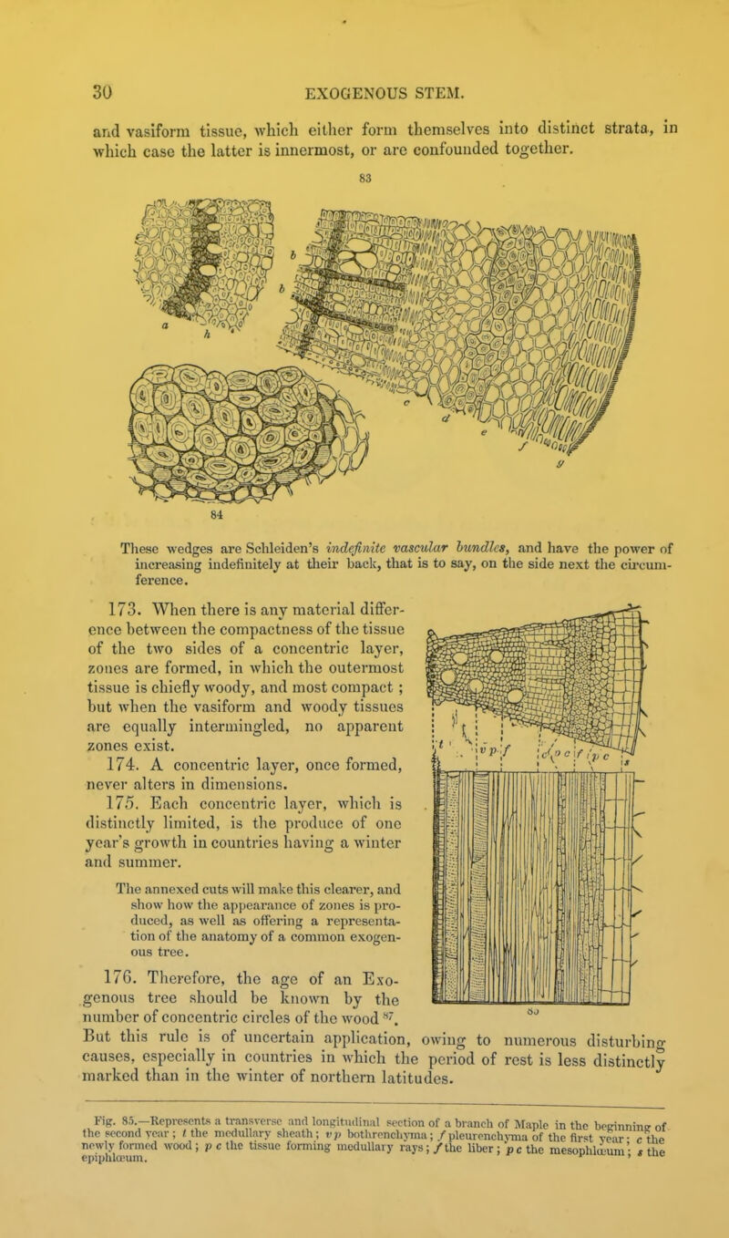 and vasiform tissue, which either form themselves into distinct strata, in which case the latter is innermost, or are confounded together. 83 These wedges are Schleiden's indefinite vascular bundles, and have tlie power of increasing indefinitely at tlieir back, that is to say, on the side next tlie cii'cuni- ference. 173. When there is any material differ- ence between the compactness of the tissue of the two sides of a concentric layer, zones are formed, in which the outermost tissue is chiefly woody, and most compact ; but when the vasiform and woody tissues are equally intermingled, no apparent zones exist. 174. A concentric layer, once formed, never alters in dimensions. 175. Each concentric layer, which is distinctly limited, is the produce of one year's growth in countries having a winter and summer. The annexed cuts will make this clearer, and show how the appearance of zones is pro- duced, as well as offering a representa- tion of the anatomy of a common exogen- ous tree. 176. Therefore, the age of an Exo- genous tree should be known by the number of concentric circles of the wood But this rule is of uncertain application, owing to numerous disturbino- causes, especially in countries in which the period of rest is less distinctly marked than in the winter of northern latitudes. Fig. 8.5. the second ypi nowly formed epiphlffium.