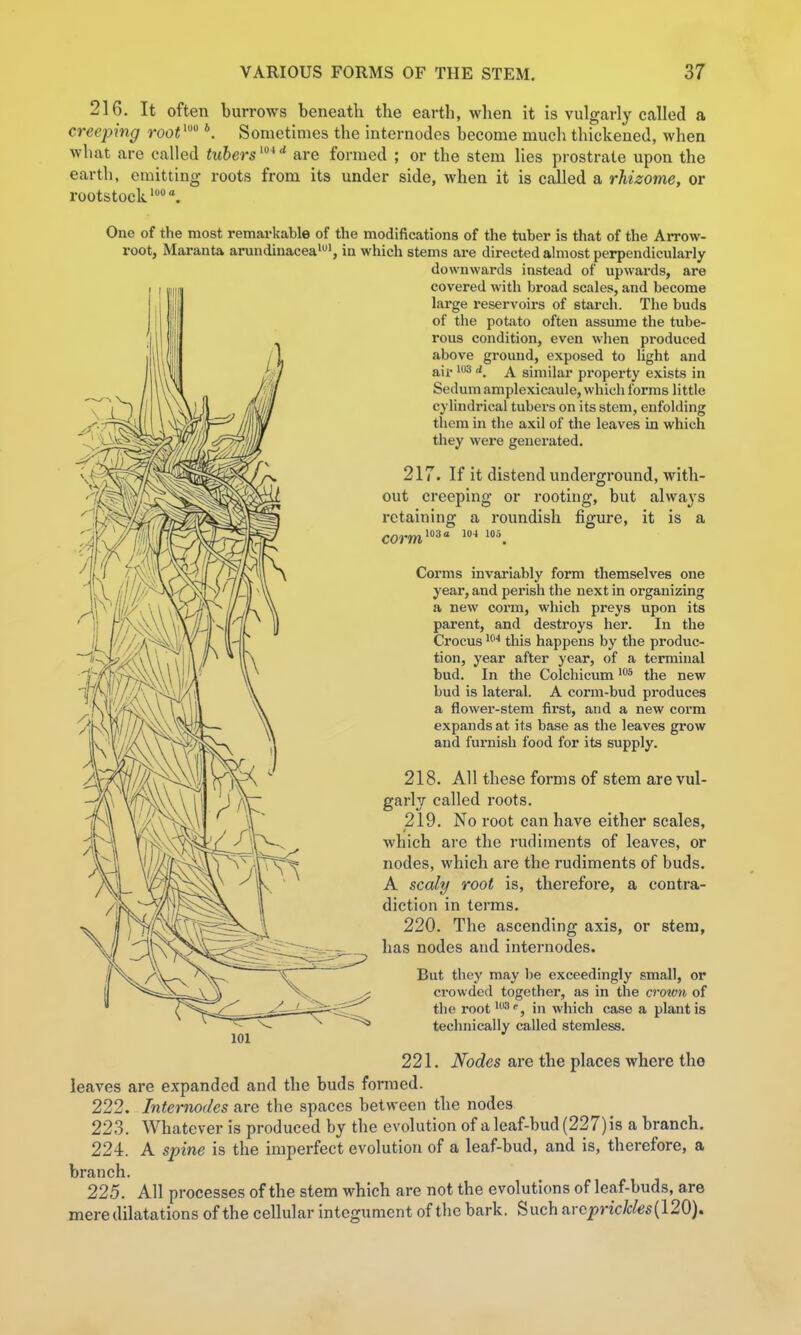 216. It often burrows beneath the earth, when it is vulgarly called a creeping root^ *. Sometimes the internodes become much thickened, when what are called tubers^ are formed ; or the stem hes prostrate upon the earth, emitting roots from its under side, when it is called a rhizome, or rootstock'. One of the most remarkable of the modifications of the tuber is that of the Arrow- root, Maranta aruudinacea'', in which stems are directed ahiiost perpendicularly downwards instead of upwards, are covered with broad scales, and become large reservoirs of starch. The buds of the potato often assume the tube- rous condition, even wlien produced above ground, exposed to light and air '^ (i, \ similar property exists in Sedum amplexicaule, which forms little cylindrical tubers on its stem, enfolding them in the axil of the leaves in which they were generated. 217. If it distend underground, with- out creeping or rooting, but always retaining a roundish figure, it is a corm 103 a 104 106 Corms invariably form themselves one year, and perish the next in organizing a new corm, which preys upon its parent, and destroys her. In the Crocus this happens by the produc- tion, year after year, of a terminal bud. In the Colchicum the new bud is lateral. A corm-bud produces a flower-stem first, and a new corm expands at its base as the leaves grow and furnish food for its supply. 218. All these forms of stem are vul- garly called roots. 219. No root can have either scales, which are the rudiments of leaves, or nodes, which are the rudiments of buds. A scaly root is, therefore, a contra- diction in terms. 220. The ascending axis, or stem, has nodes and internodes. But they may be exceedingly small, or crowded together, as in the croivn of the root '^, in which case a plant is technically called stemless. 221. Nodes are the places where tho leaves are expanded and the buds formed. 222. Internodes are the spaces between the nodes 223. Whatever is produced by the evolution of a leaf-bud (227) is a branch. 224. A spine is the imperfect evolution of a leaf-bud, and is, therefore, a branch. 225. All processes of the stem which are not the evolutions of leaf-buds, are mere dilatations of the cellular integument of the bark. Such arc^nc/c/gs(120).