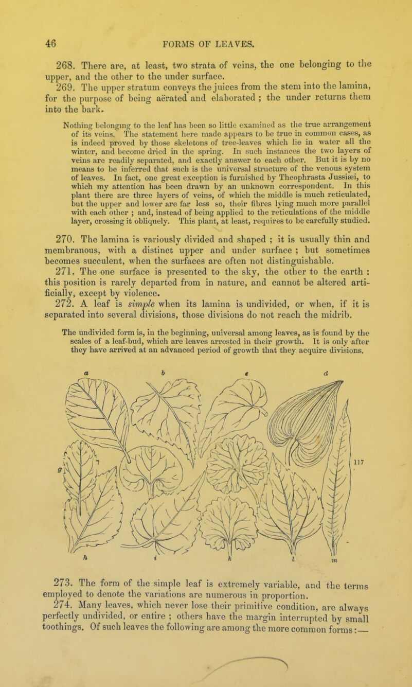 268. There are, at least, two strata of veins, the one belonging to the upper, and the other to the under surface. 269. The upper stratum conveys the juices from the stem into the lamina, for the purpose of being aerated and elaborated ; the under returns them into the bark. Nothing belonging to the leaf lias been so little examined as the true arrangement of its veins. The statement here made appears to be true in common cases, as is indeed proved by those skeletons of tree-leaves which lie iu water all the winter, and become di'ied in the spring. In such uistances the two layers of veins are readily separated, and exactly answer to each other. But it is by no means to be inferred that such is the universal structure of the venous system of leaves. In fact, one great exception is furnished by Theophrasta Jussisei, to which my attention has been drawn by an unknown correspondent. In this plant there are three layers of veins, of which the middle is much reticulated, but the upper and lower are far less so, their fibres lying much more parallel with each other ; and, instead of being applied to the reticulations of the middle layer, crossing it obliquely. This plant, at least, requires to be carefully studied. 270. The lamina is variously divided and shaped ; it is usually thin and membranous, with a distinct upper and under surface ; but sometimes becomes succulent, Avhen the surfaces are often not distinguishable. 271. The one surface is presented to the sky, the other to the earth : this position is rarely departed from in nature, and cannot be altered arti- ficially, except by violence. 272. A leaf is simple when its lamina is undivided, or when, if it is separated into several divisions, those divisions do not reach the midrib. The undivided form is, in the beginning, universal among leaves, as is found by the scales of a leaf-bud, which are leaves ari-ested in their growth. It is only after they have arrived at an advanced period of growth that they acquire divisions. a b * d 273. The form of the simple leaf is extremely variable, and the terms employed to denote the variations are numerous in proportion. 274. Many leaves, which never lose their primitive condition, are always perfectly undivided, or entire ; others have the margin interrupted by small toothings. Of such leaves the following are among the more common forms: