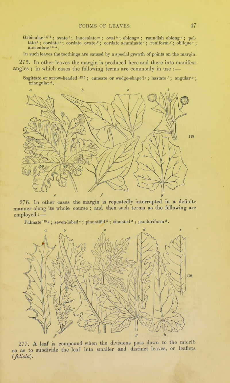 Orbicular'I'*; ovate' ; lanceolate'; oval *; oblong f ; roundish oblong  ; pel- tate«; cordate' ; cordate ovate / ; cordate acuraiuate' ; reniform /; oblique <; auriculate *. In such leaves the toothings are caused by a special growth of points on the margin. 275. In other leaves the margin is produced here and there into manifest angles ; in which cases the following terms are commonly in use :— Sagittate or arrow-headed '^^ * ; cuneate or wedge-shaped'; hastate /; angular a ; triangular . e f 9 276. In other cases the margin is repeatedly interrupted in a definite manner along its whole course ; and then such terms as the following are employed : — Palmate f; seven-lobed « ; pinnatifid*; sinuated; panduriform . b c 277. A leaf is compound when the divisions pass down to the midrib so as to subdivide the leaf into smaller and distinct leaves, or leaflets {foliola).