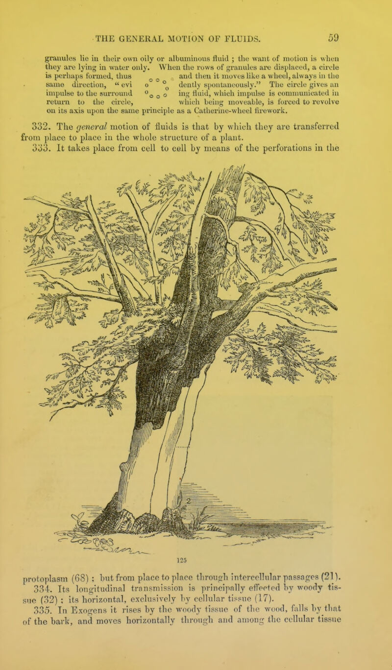 granules lie in their own oily or albuminous fluid ; the want of motion is when they are lying in water only. When the rows of granules aie displaced, a circle is perhaps formed, thus ^ ^ and then it moves like a wheel, always in the same direction,  evi o °^ deutly spontaneously. The circle gives an impulse to the surround '^o o o ^n fluid, which impulse is connnunicated in return to the circle, which being moveable, is forced to revolve ou its axis upon the same principle as a Catherine-wheel Are work. 332. The general niotion of fluids is that by wliich they are transferred from pUice to place in the whole structure of a plant. 333. It takes place from cell to cell by means of the perforations in the protoplasm (68) : hut from place to place throiiph intercellular passages (21). 334. Its lono-itudinal transmission is principally efTocfod hy woody tis- sue (32) ; its horizontal, exclusively hy cellular tissue (17). 335. In Exogens it rises by the woody tissue of the wood, falls hy that of the hark, and moves horizontally through and among the cellular tissue