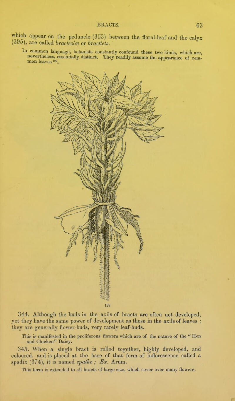 ^Qo^^^^ ^PP^ar on the peduncle (353) between the floral-leaf and the calyx (oJo), are called hractcolce or hract/ets. In common language, botanists constantly confound these two kinds, whicli are, nevertheless, essentially distinct. They readily assume the appearance of com- mon leaves 128 344. Although the hnds in the axils of bracts are often not developed, yet they have the same power of development as those in the axils of leaves : they are generally flower-buds, very rarely leaf-buds. This is manifested in the proliferous flowers which are of the nature of the  Hen and Chiclten Daisy. 345. When a single bract is rolled together, highly developed, and coloured, and is placed at the base of that form of inflorescence called a spadix (374), it is named spathe ; Ex. Arum. This term is extended to all bracts of large size, which cover over many flowers. r